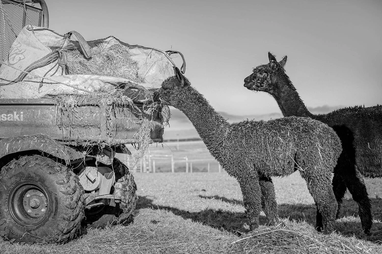 16 Inca Alpacas .jpg