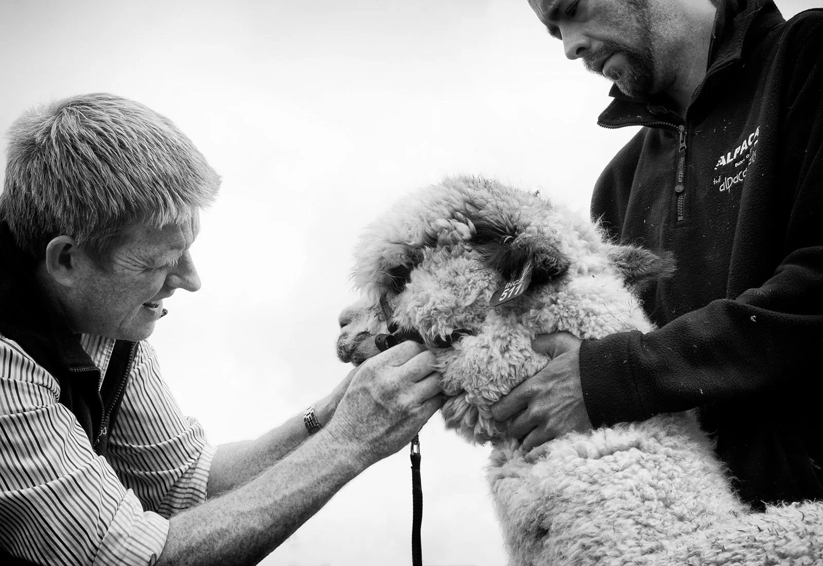 9 Inca Alpacas .jpg