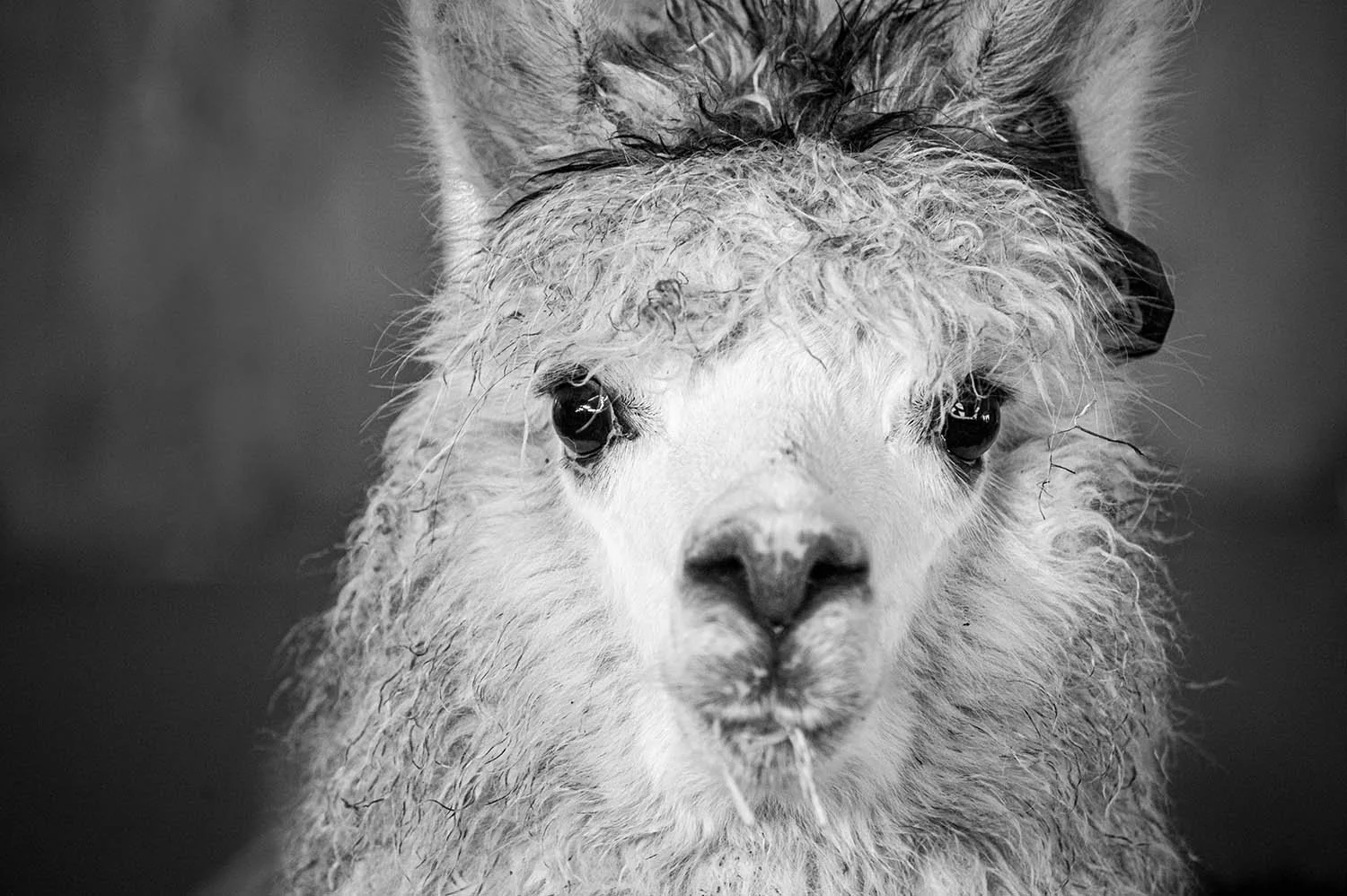 18 Inca Alpacas .jpg