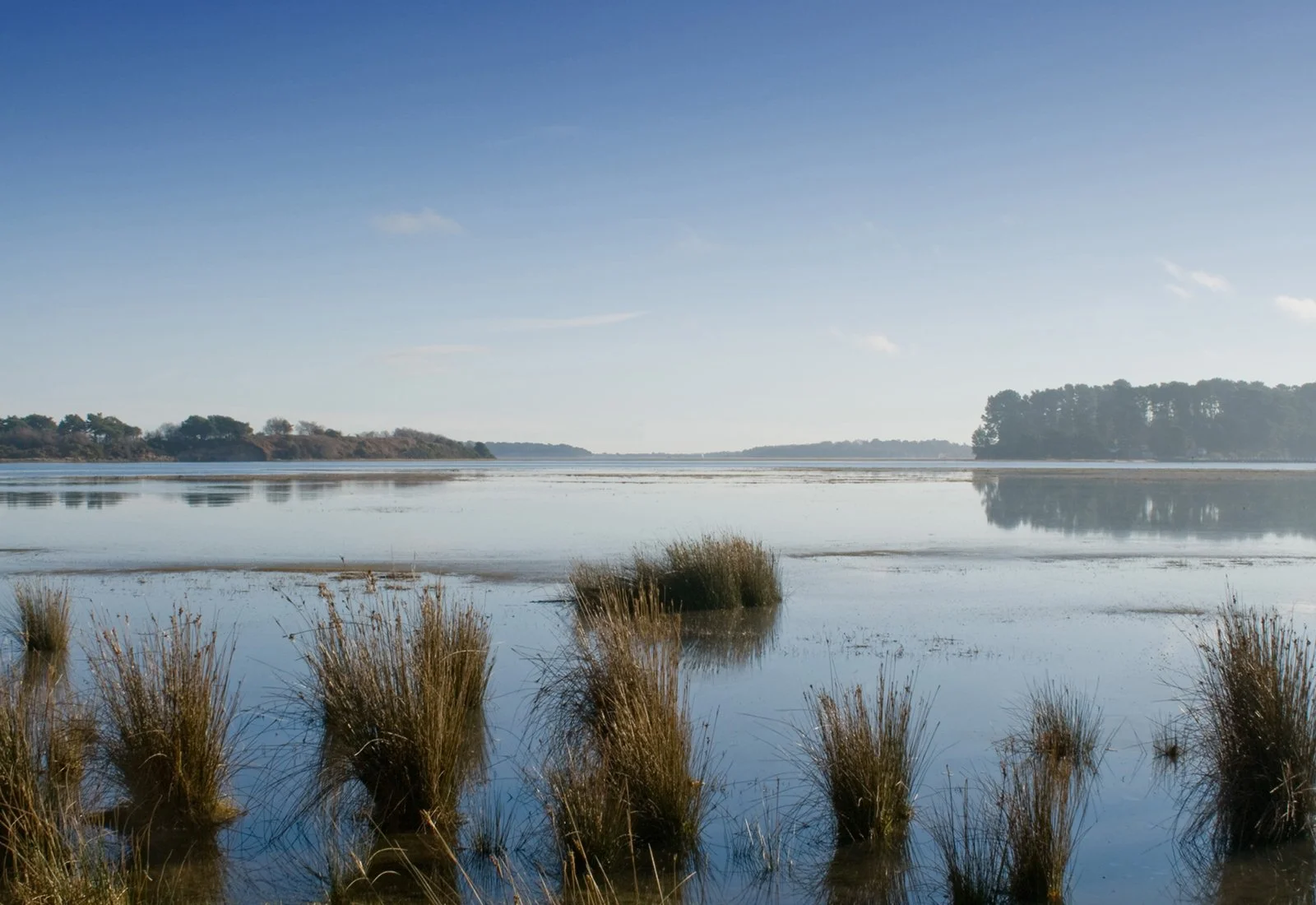 Arne - RSPB, Dorset
