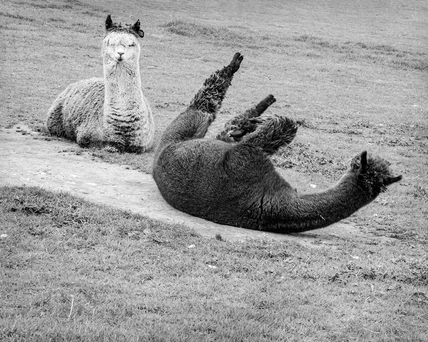 30 Inca Alpacas .jpg