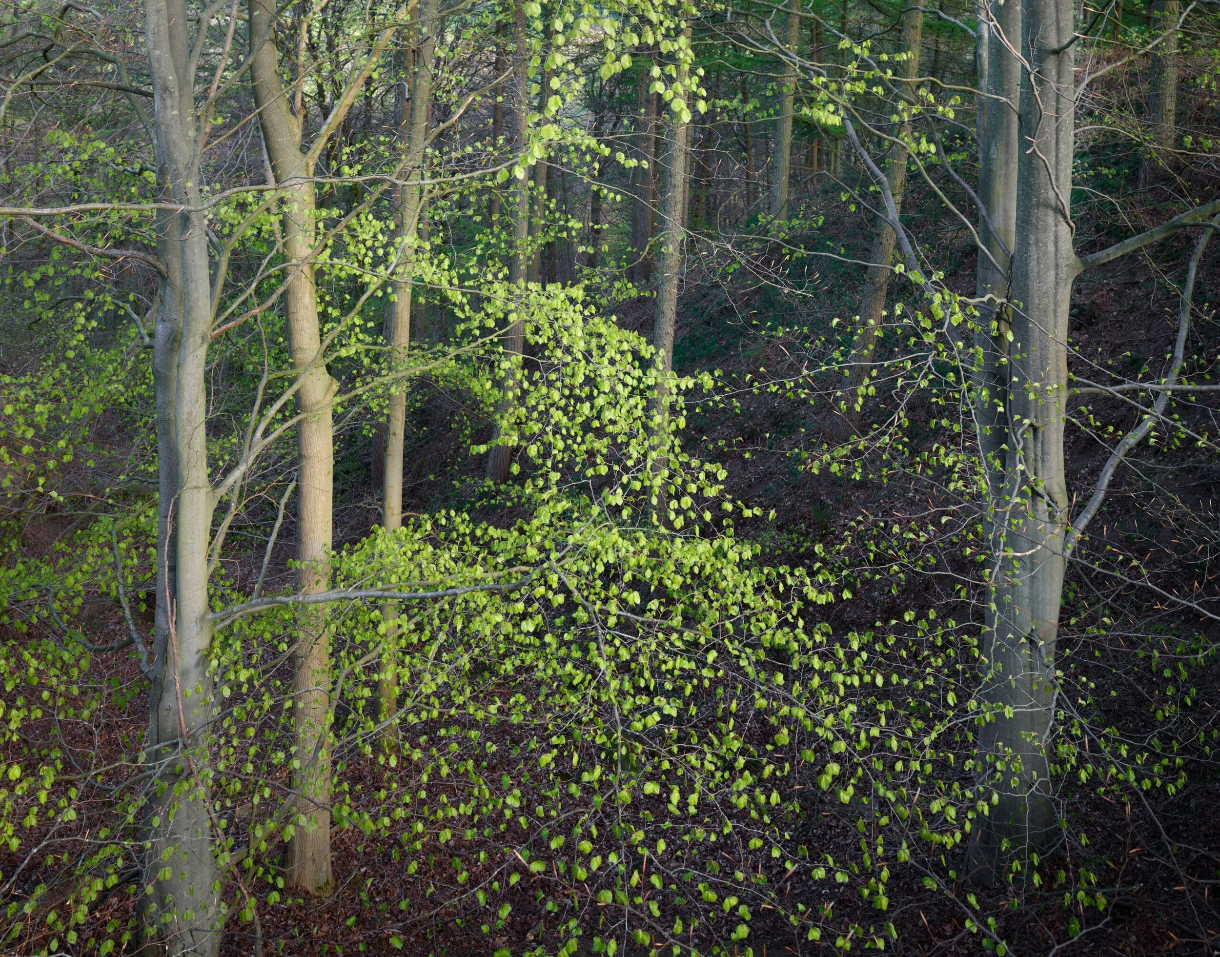 Beech-leaf-murmuration-scaled.jpg