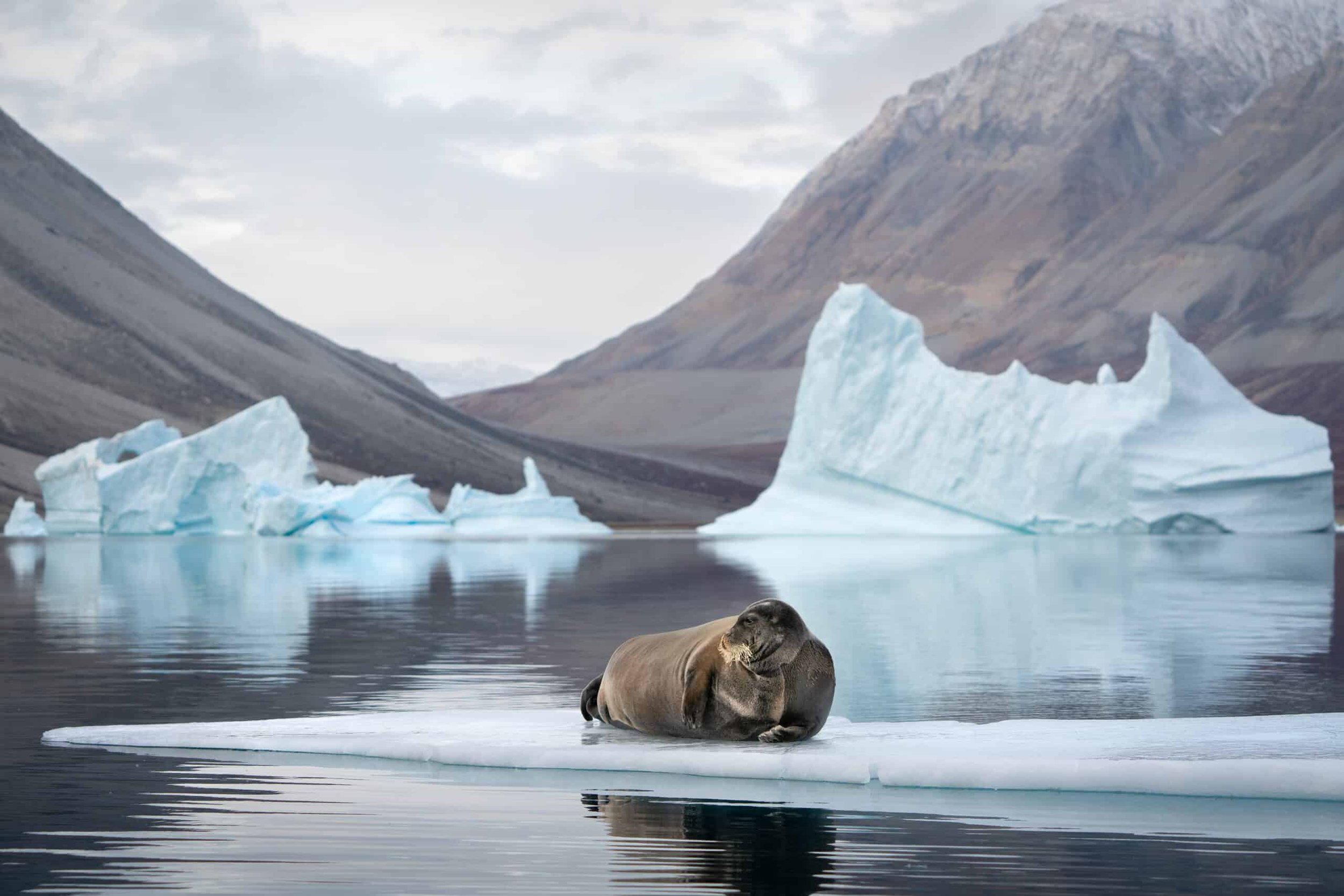 BeardedSeal_Kerulsfjord-scaled.jpg
