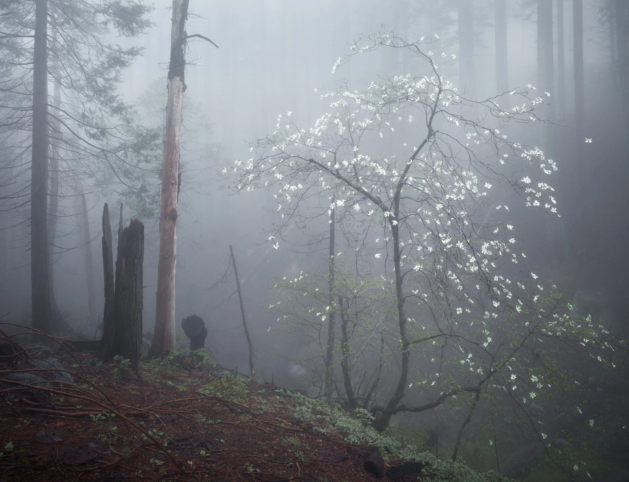 Dogwood-Defiance-scaled.jpg