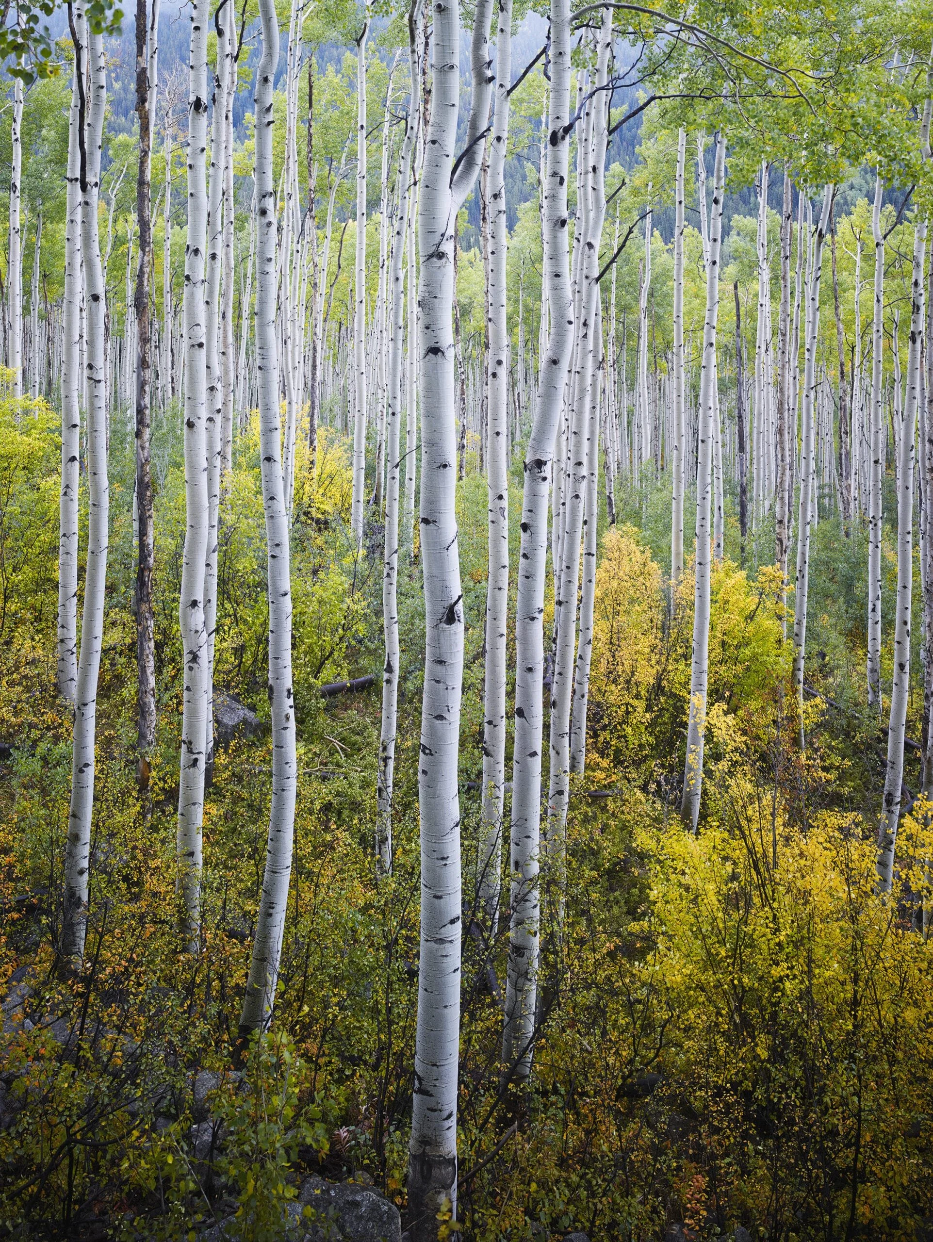 Aspens_Independence_Pass-scaled.jpg