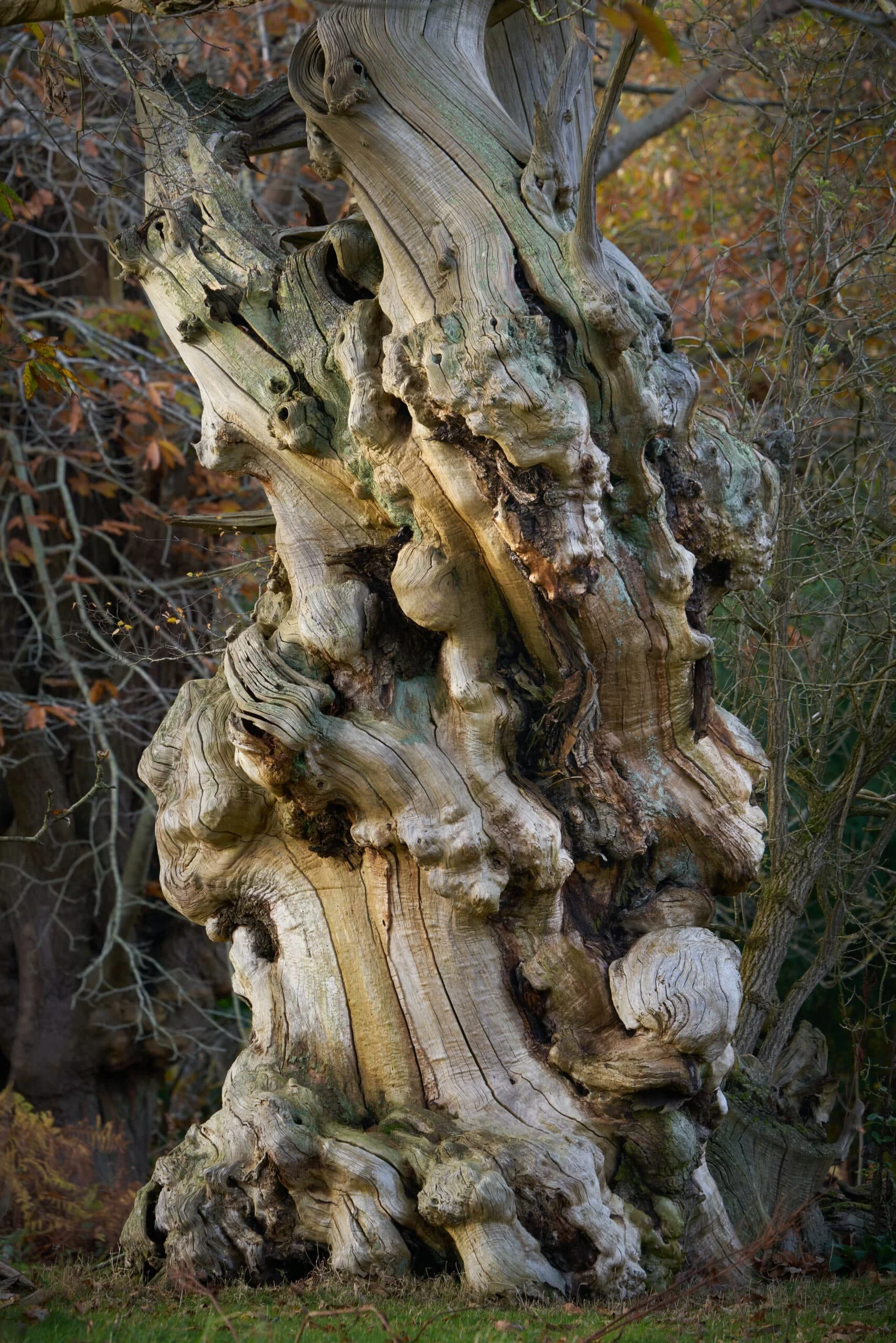 Tree-of-Skulls-scaled.jpg