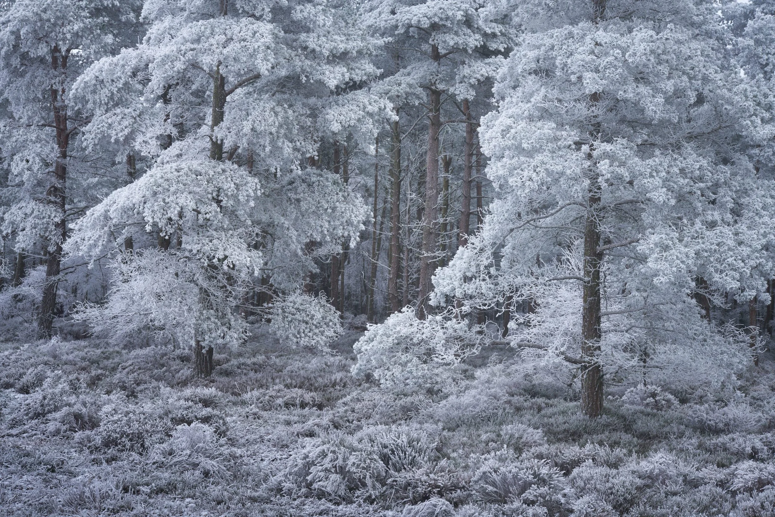 Rievaulx_Moor_hoar_frost-scaled.jpg