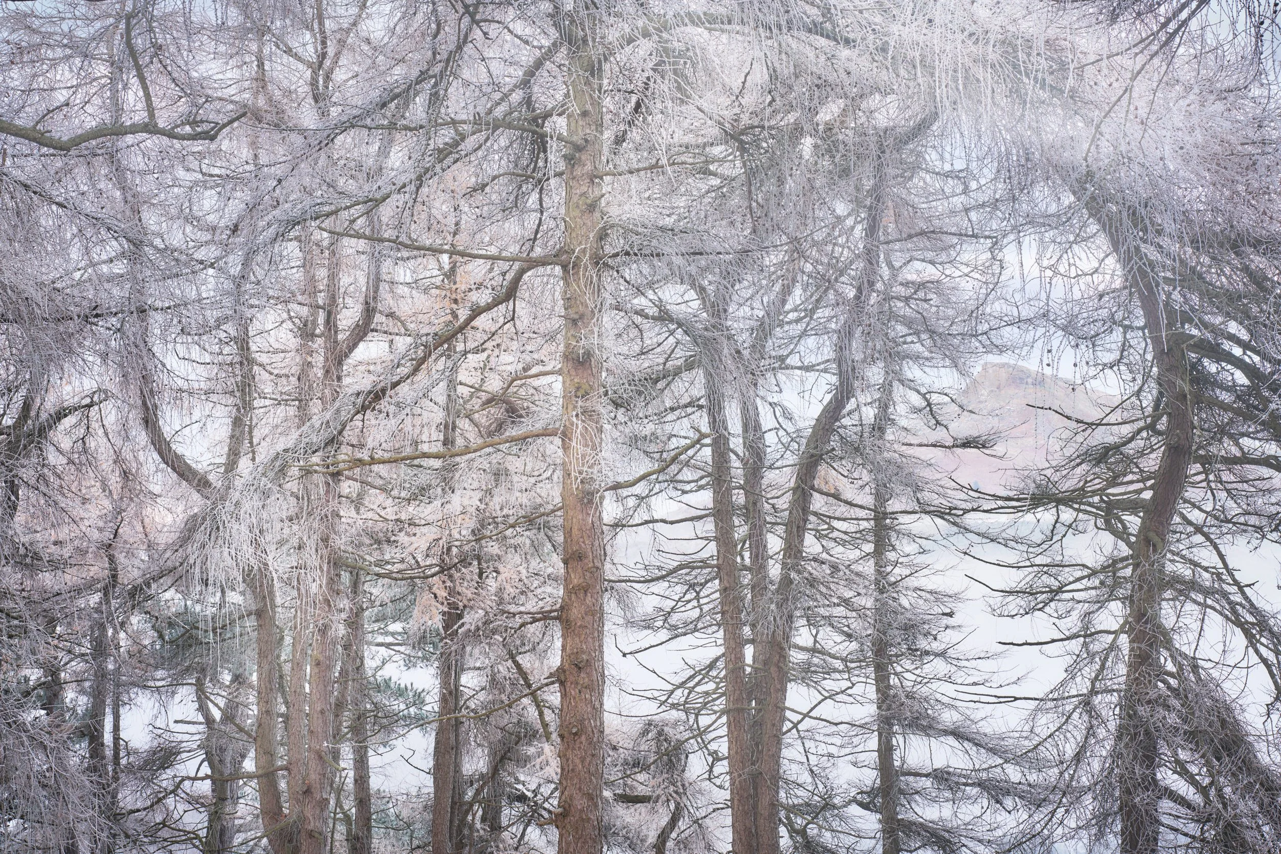 Larch-veil-Roseberry-scaled.jpg