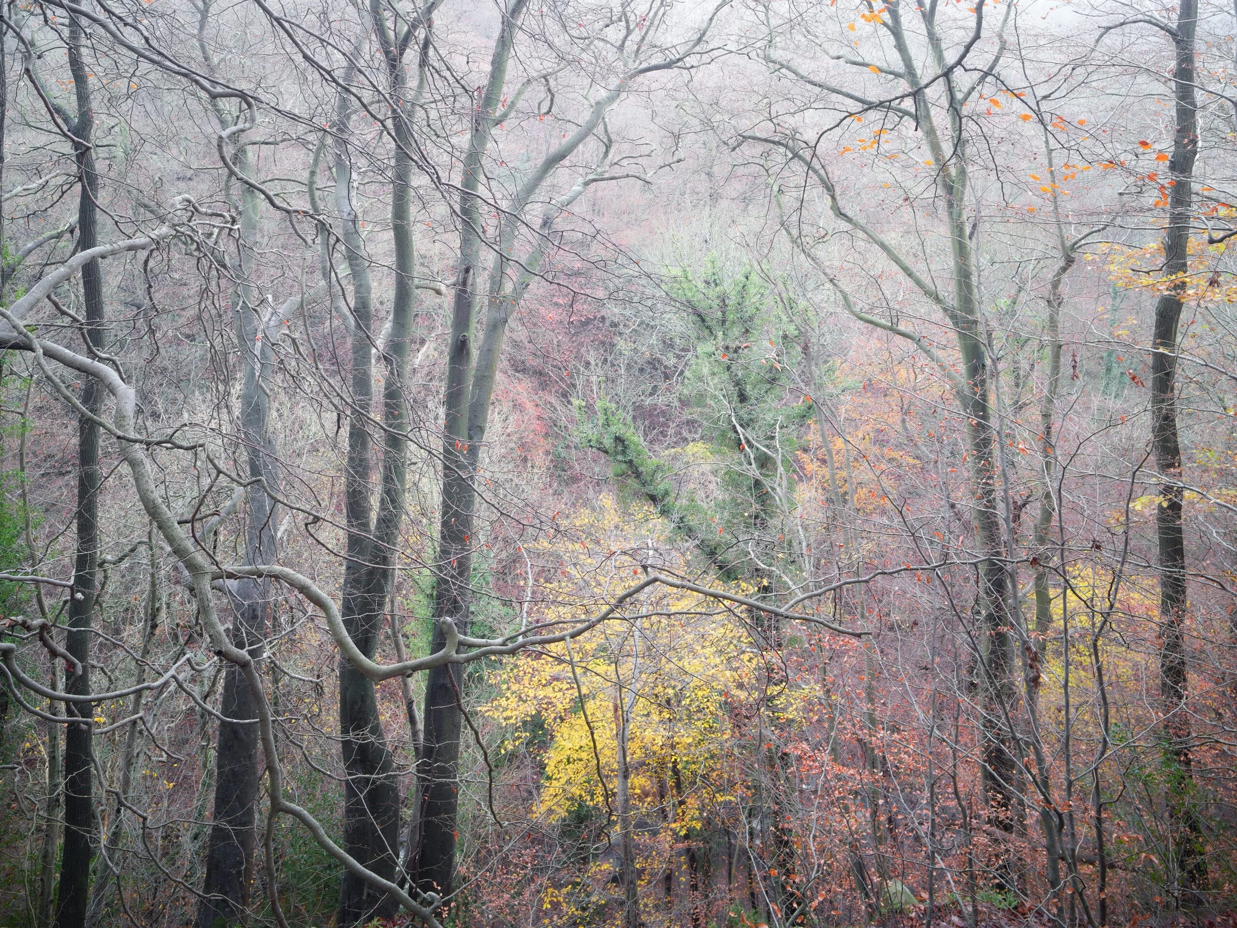 May-Beck-gorge-Beech-wood-scaled.jpg