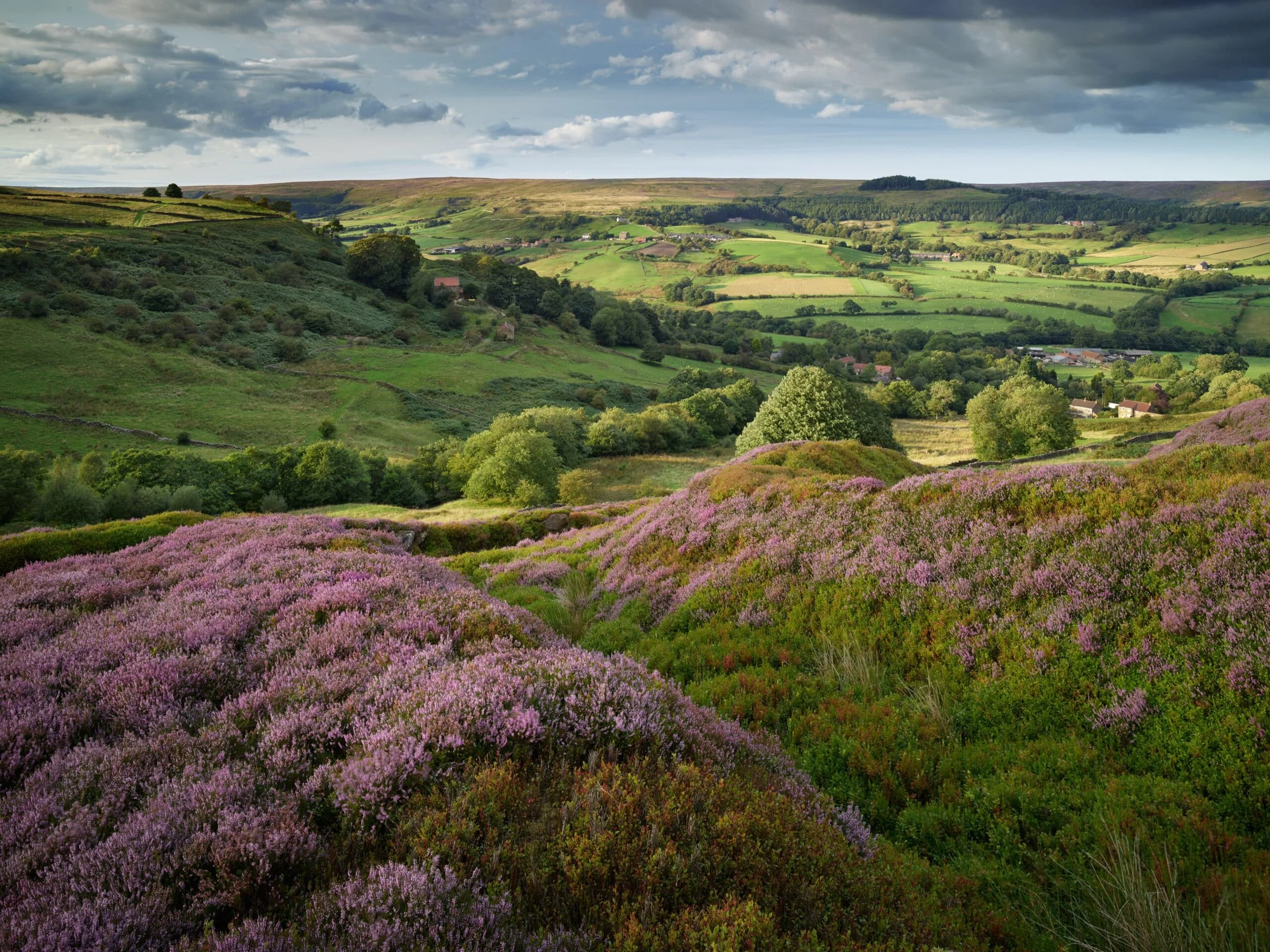 Rosedale_summer-afternoon-scaled.jpg
