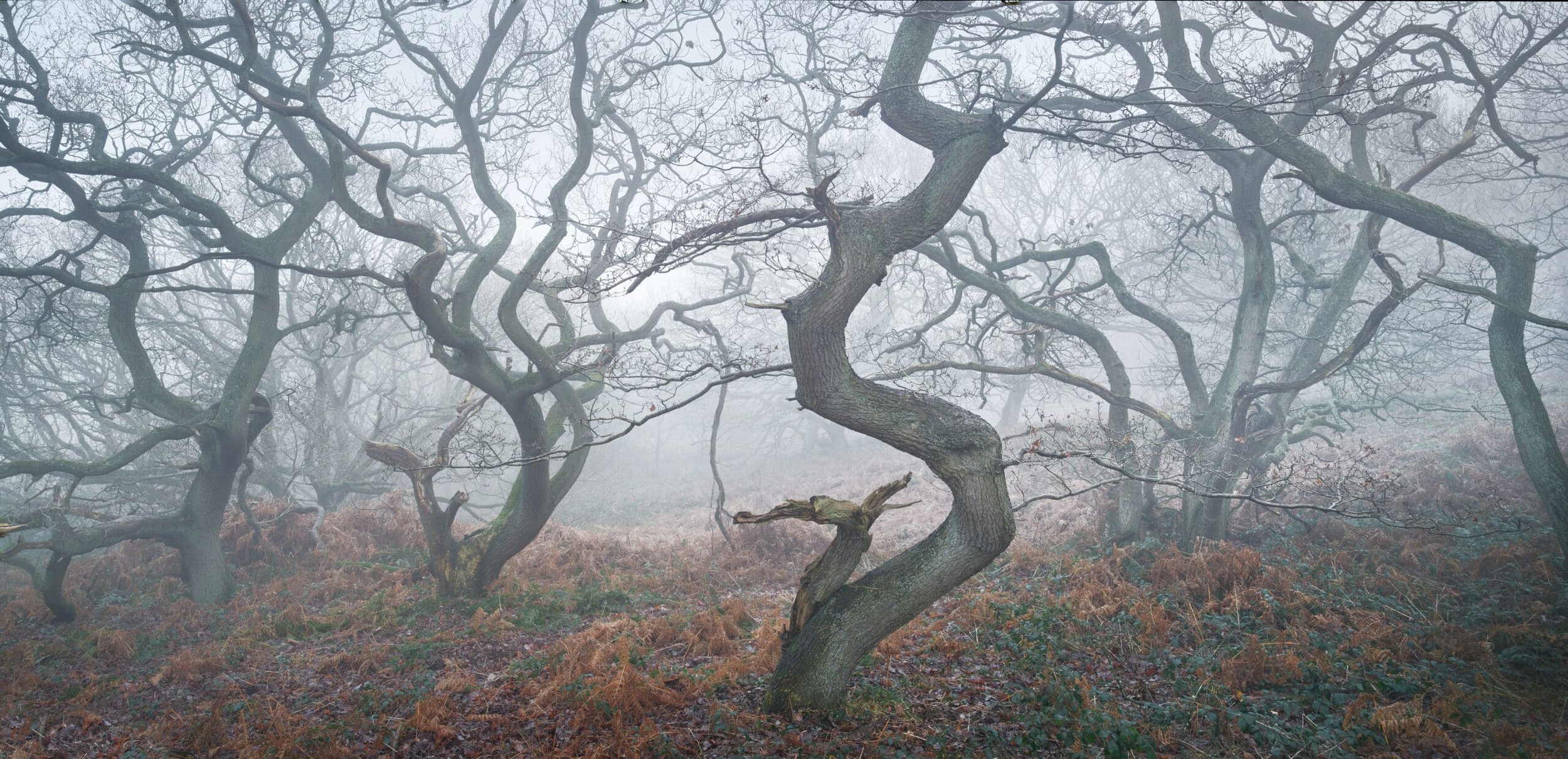 Twisters-in-the-mist-scaled.jpg