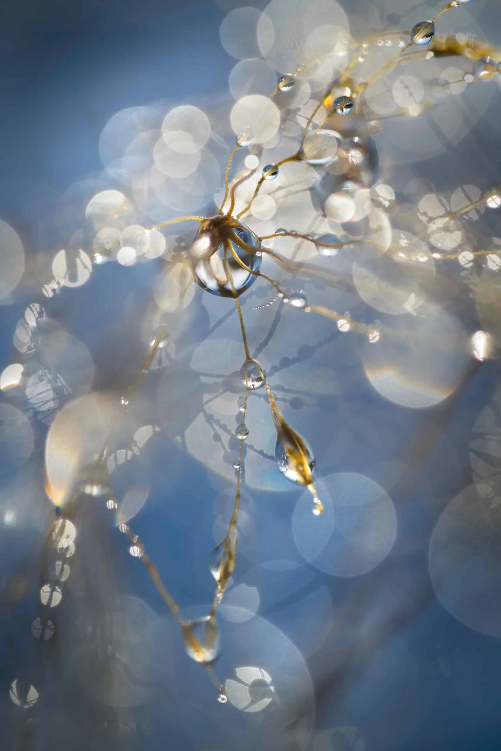 Dewdrop_galaxy-scaled.jpg