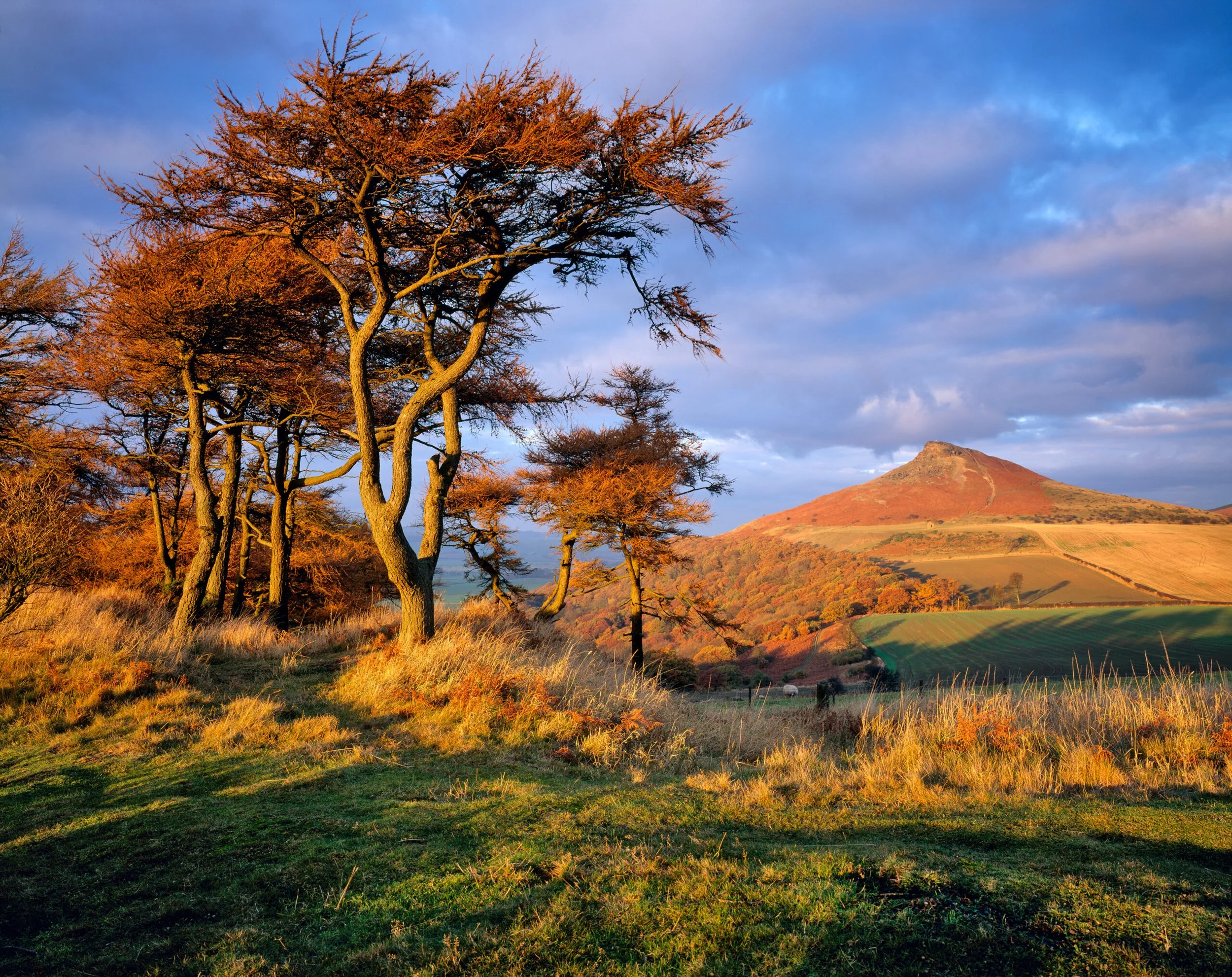 Larches_In_Autumn-scaled.jpg