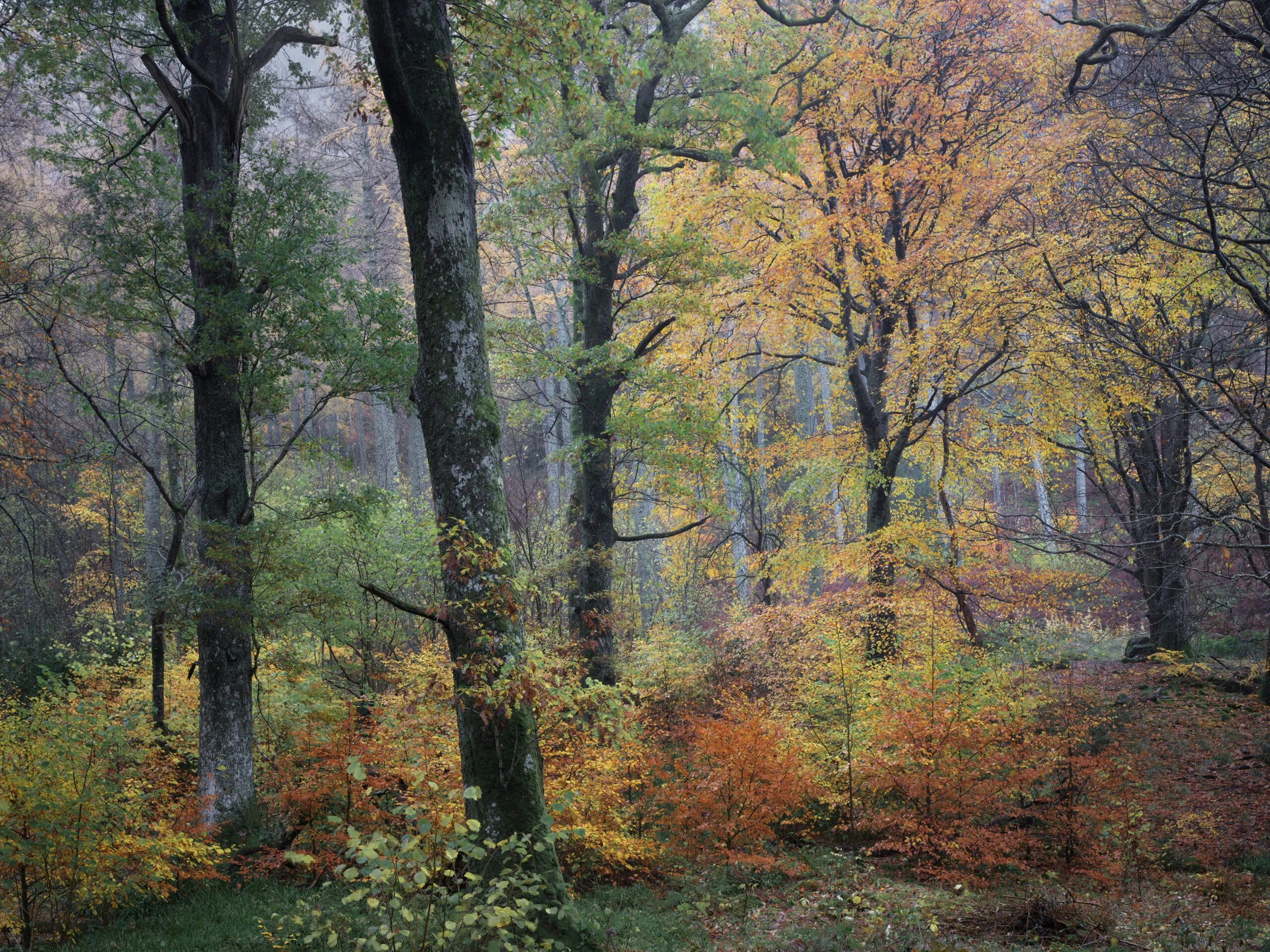 Beech-Ballroom-Great-Wood-scaled.jpg
