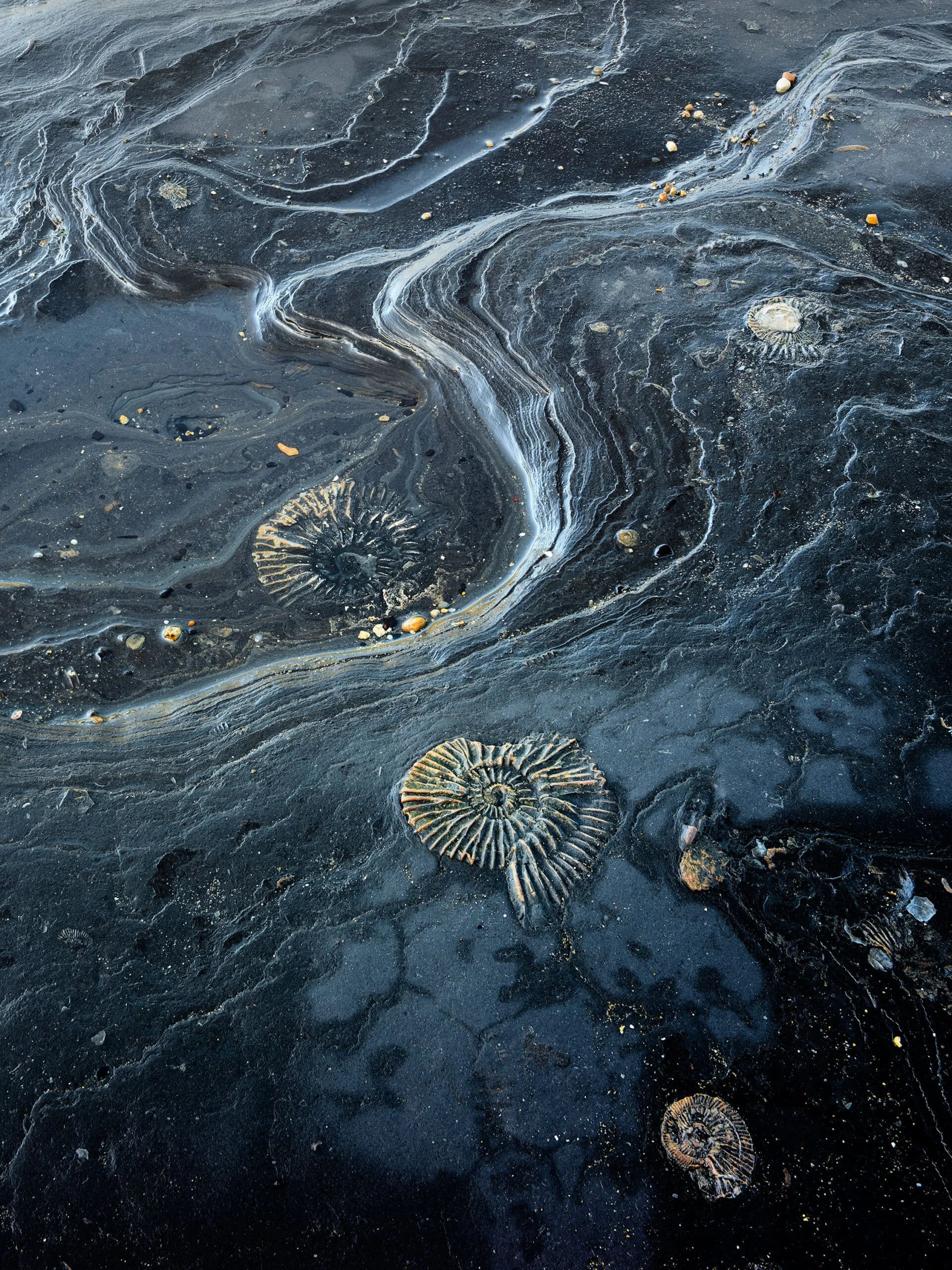 Jurassic_Coast_ammonites-scaled.jpg