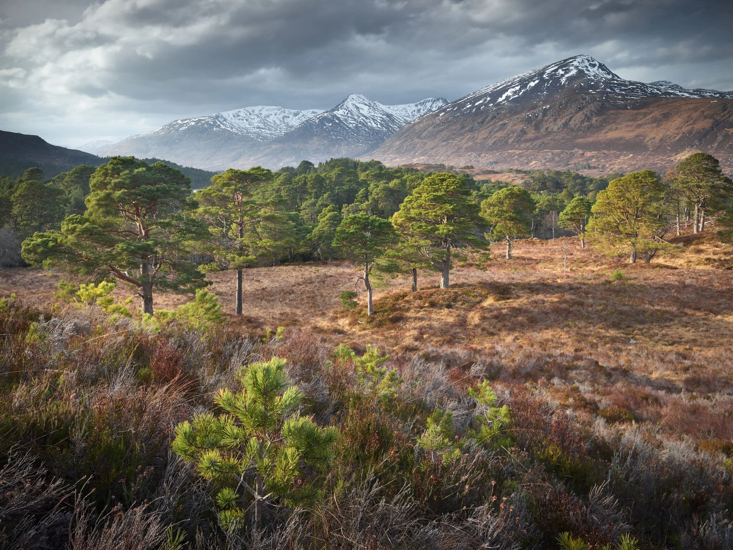 Scots-Pines-return-Glen-Affric-scaled.jpg