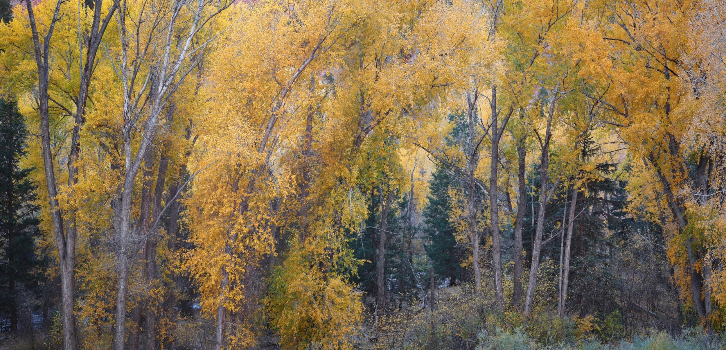 Sunshine_Valley_aspens_Telluride-scaled.jpg
