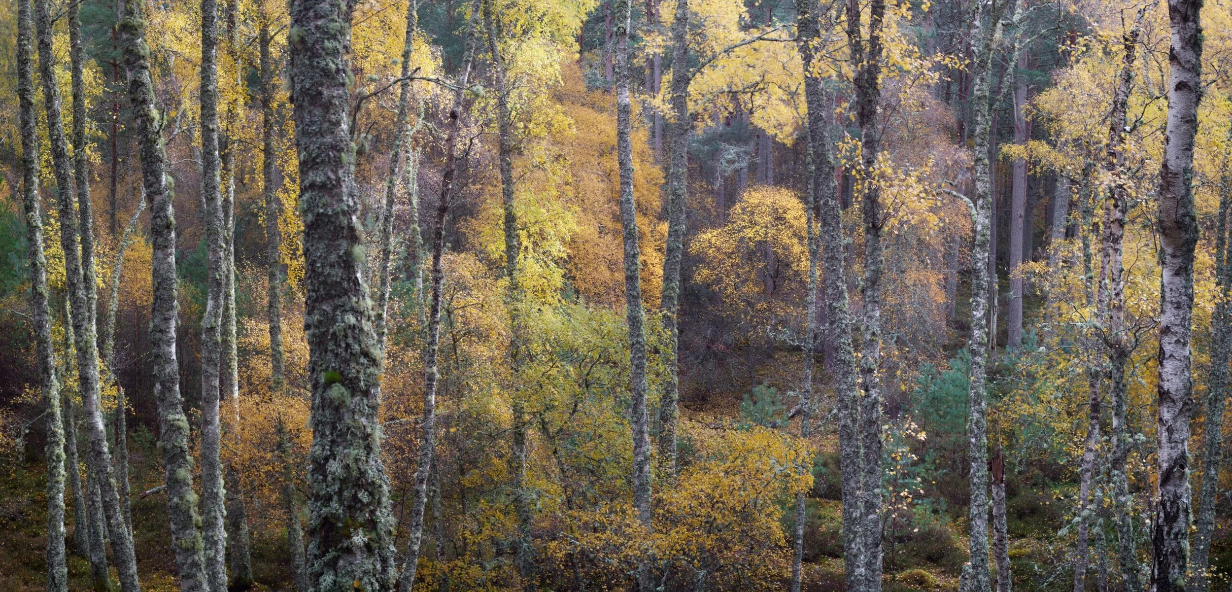 Loch_Insch_Nature_reserve-scaled.jpg