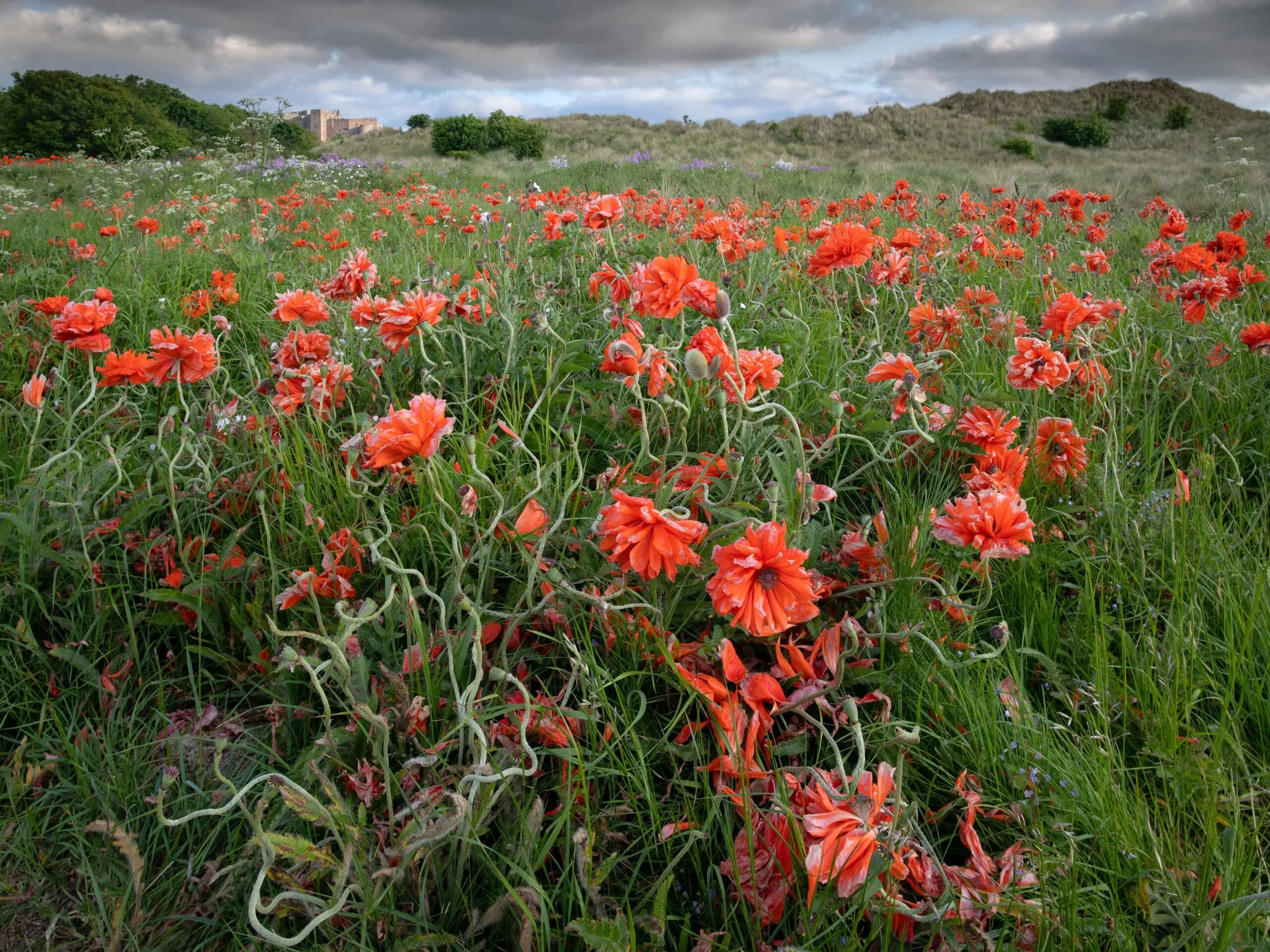 Fading-beauty-Bamburgh-scaled.jpg