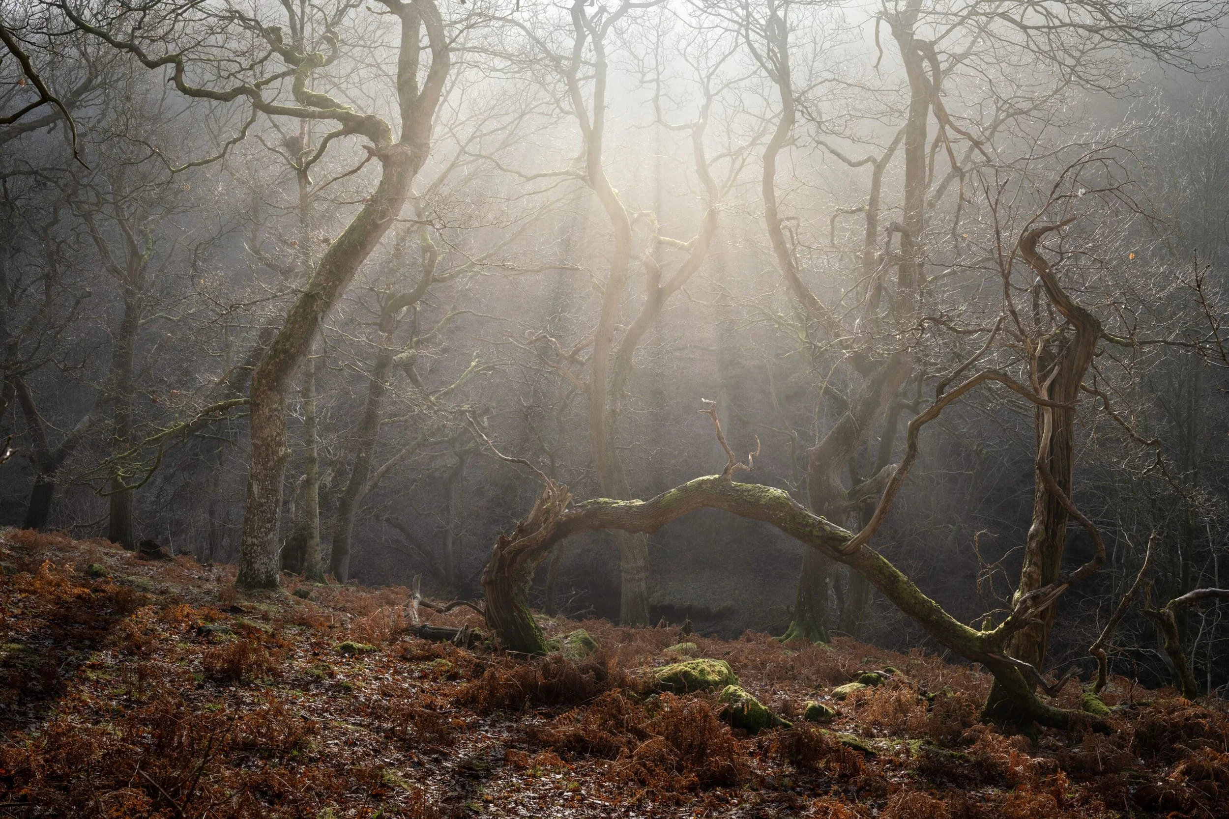 Yielding-to-the-Light-scaled.jpg