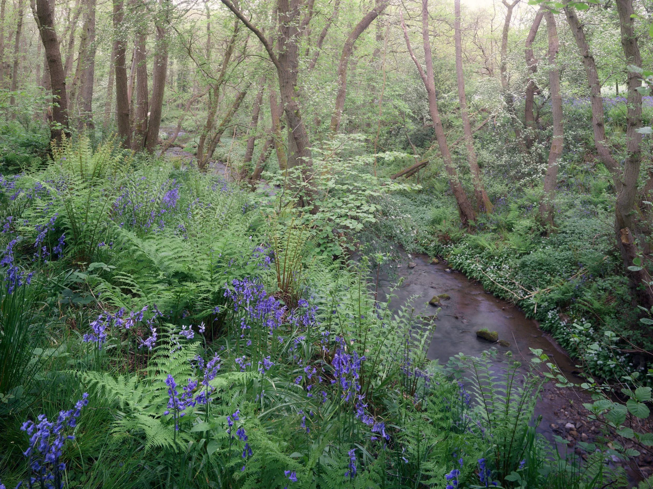 Crook-Beck-Spring-scaled.jpg
