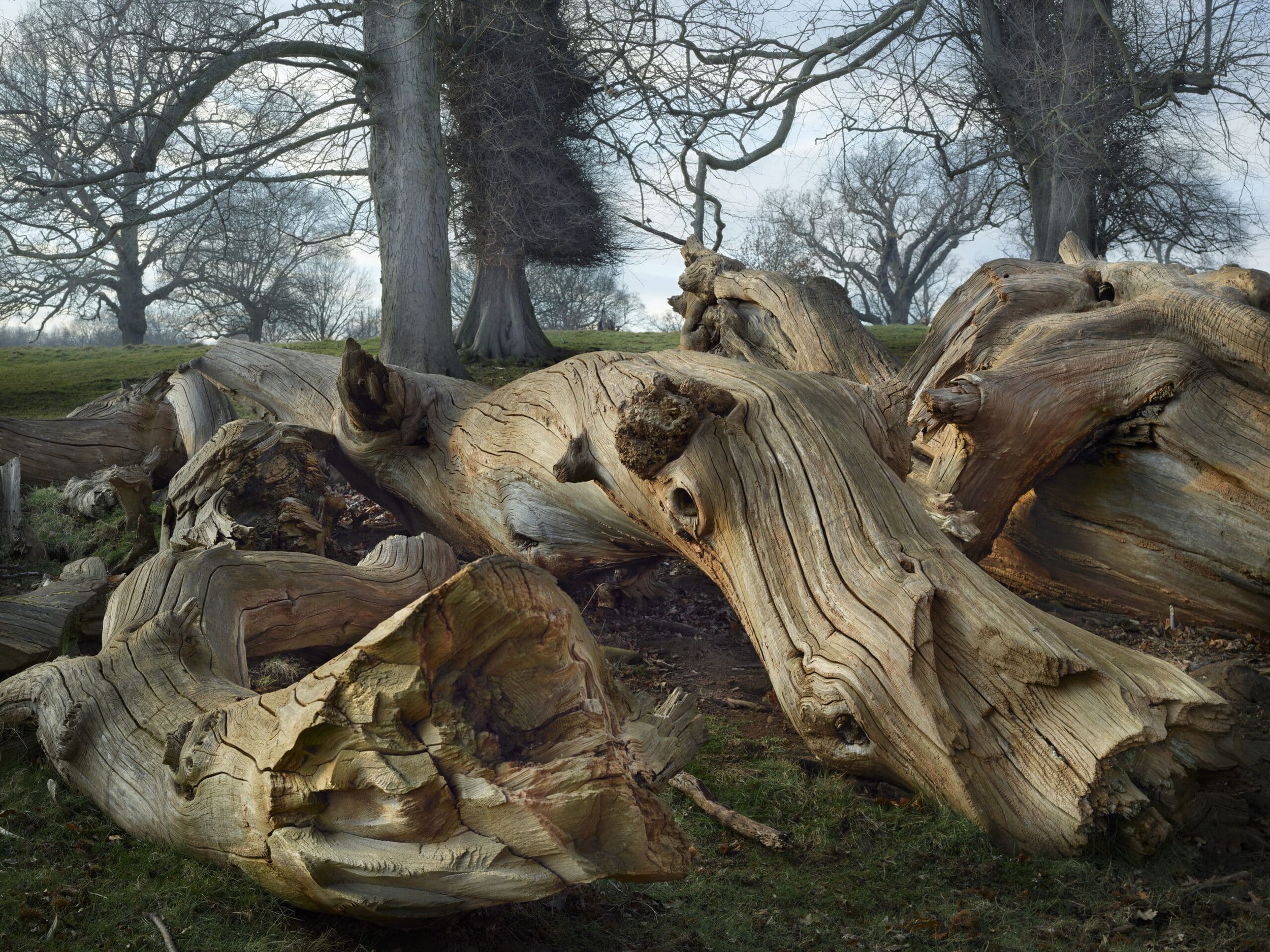 Fallen_Ancestors-scaled.jpg