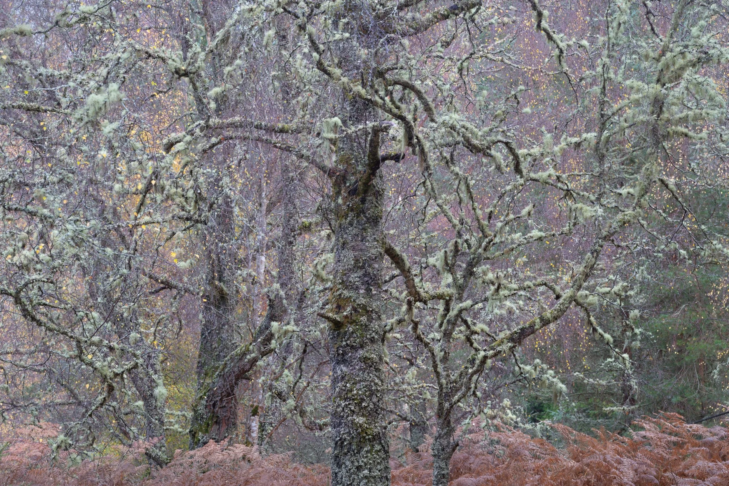 Moss-Tapestry-scaled.jpg