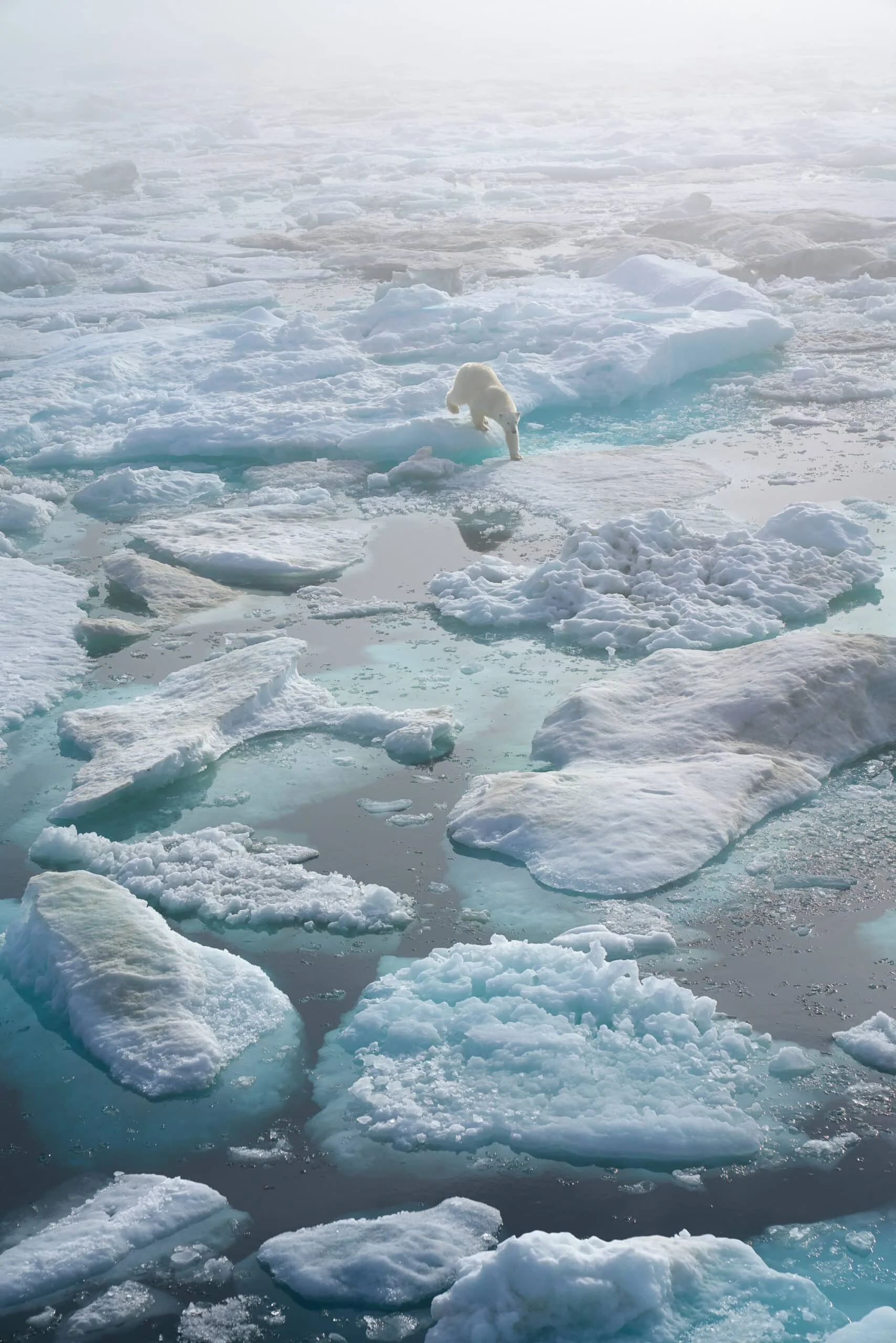 Sea-Ice-Bear-Wrangel-scaled.jpg