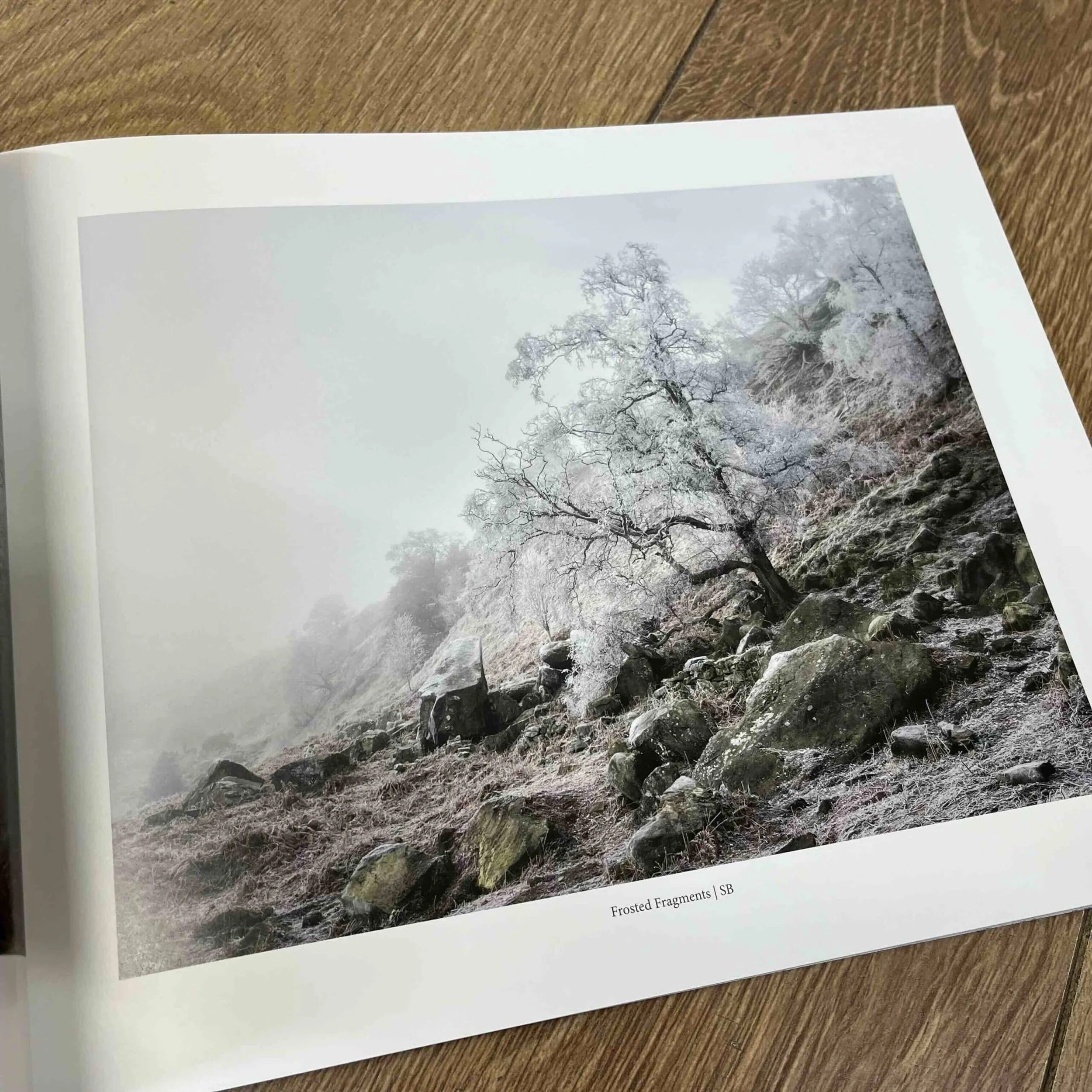 Woodland Sanctuary 3.jpeg