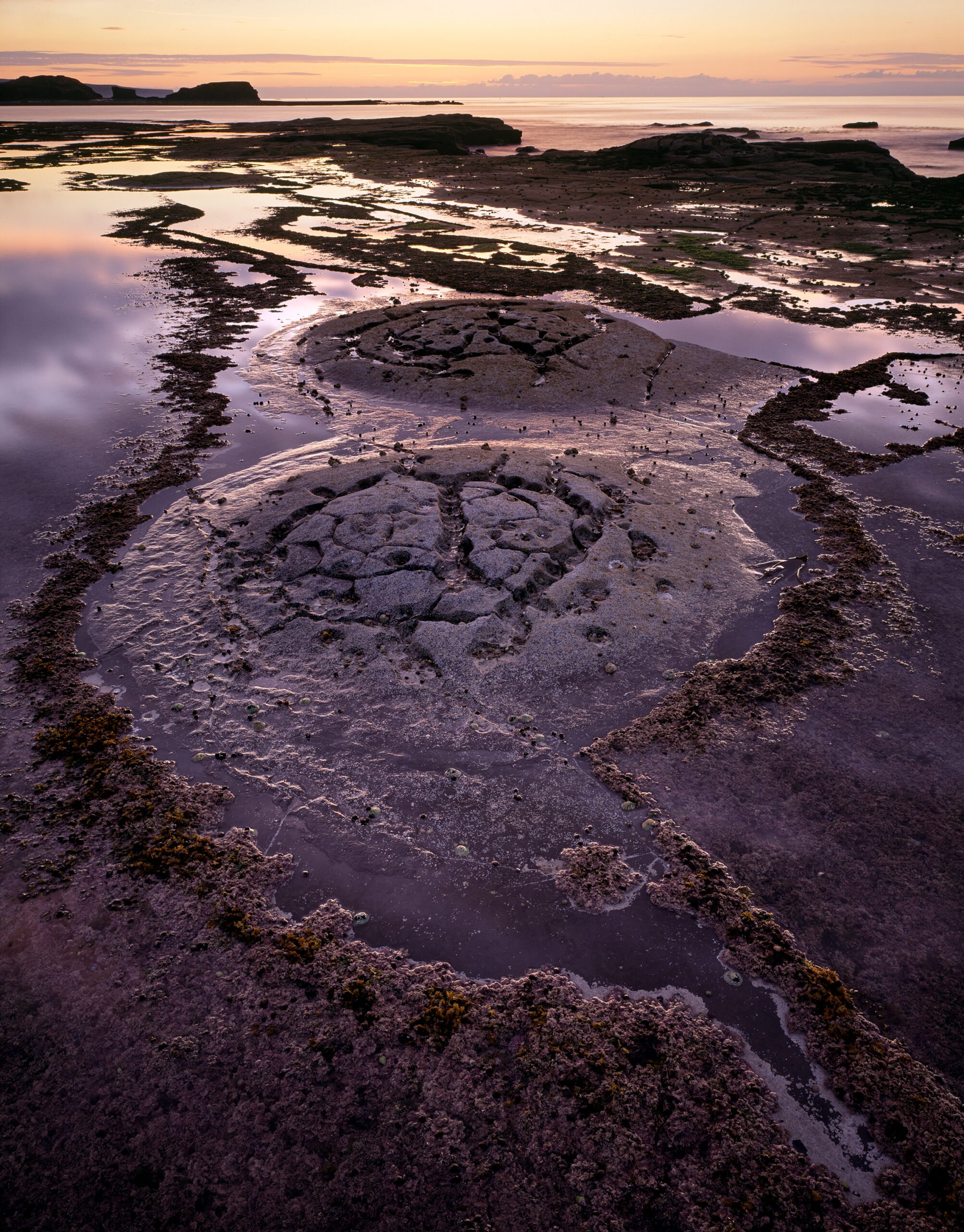 Shield-Reef-scaled.jpg