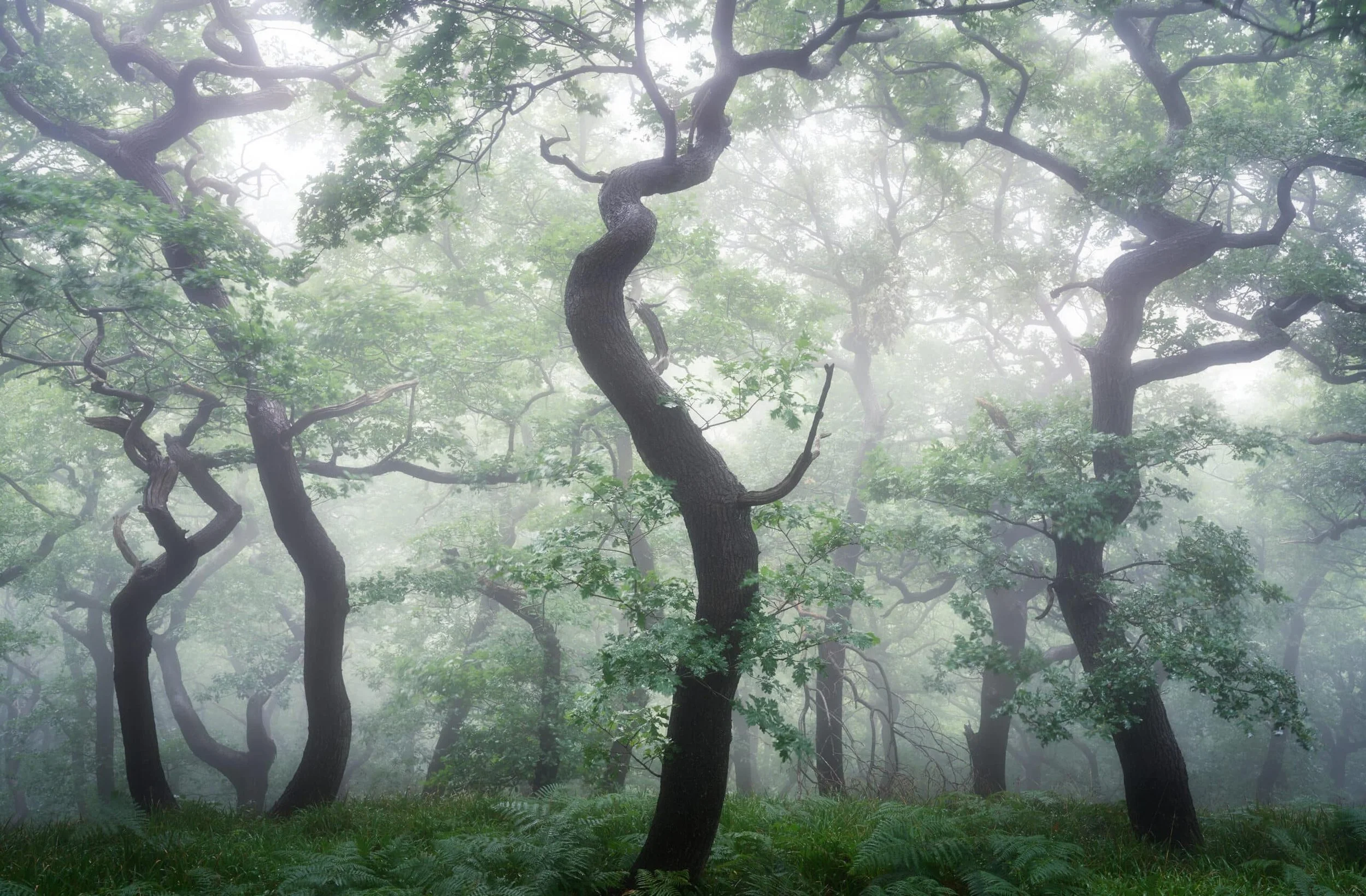 Rain_Dance-scaled.jpg