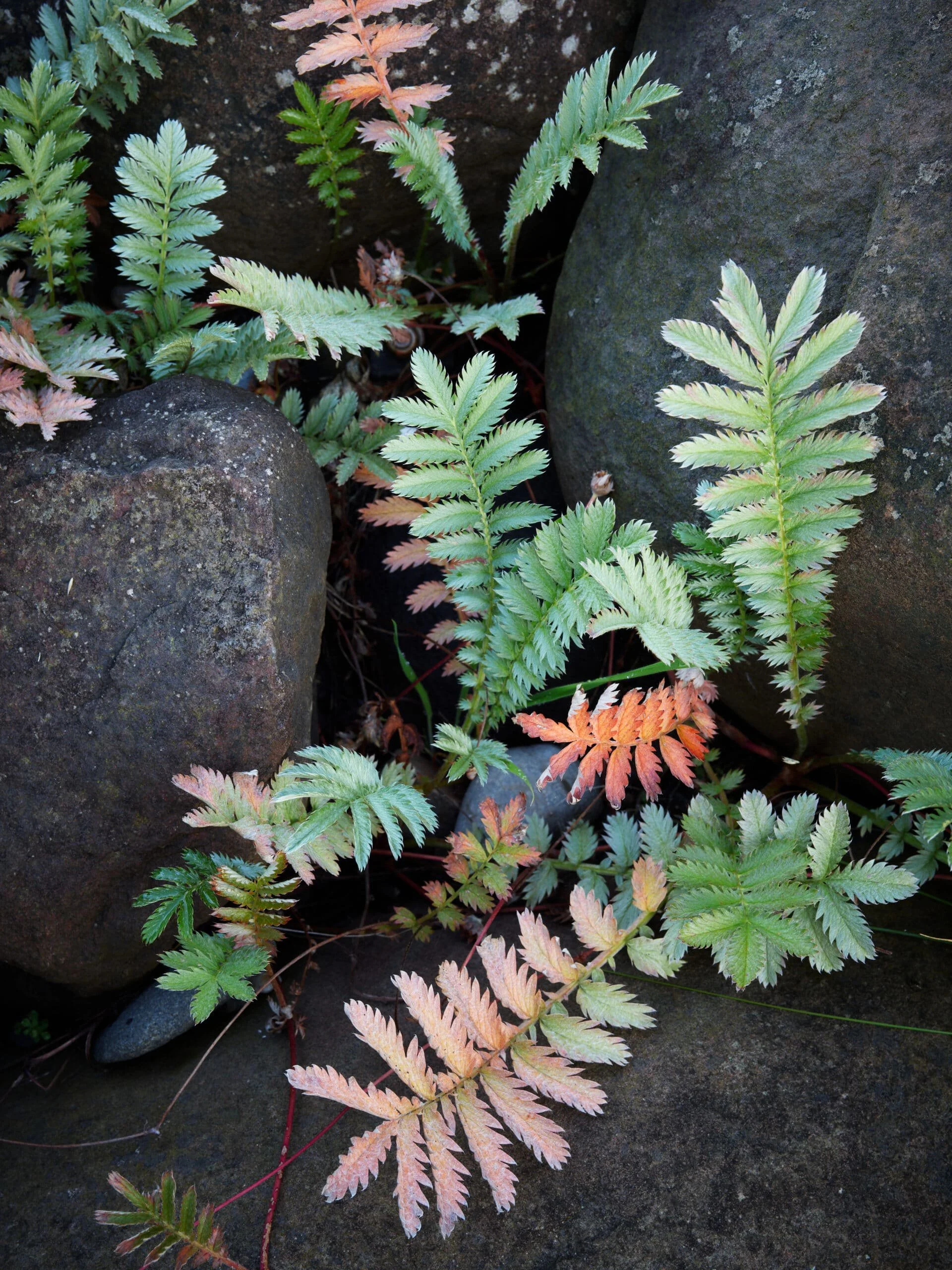 Silverweed-in-dolerite-scaled.jpg