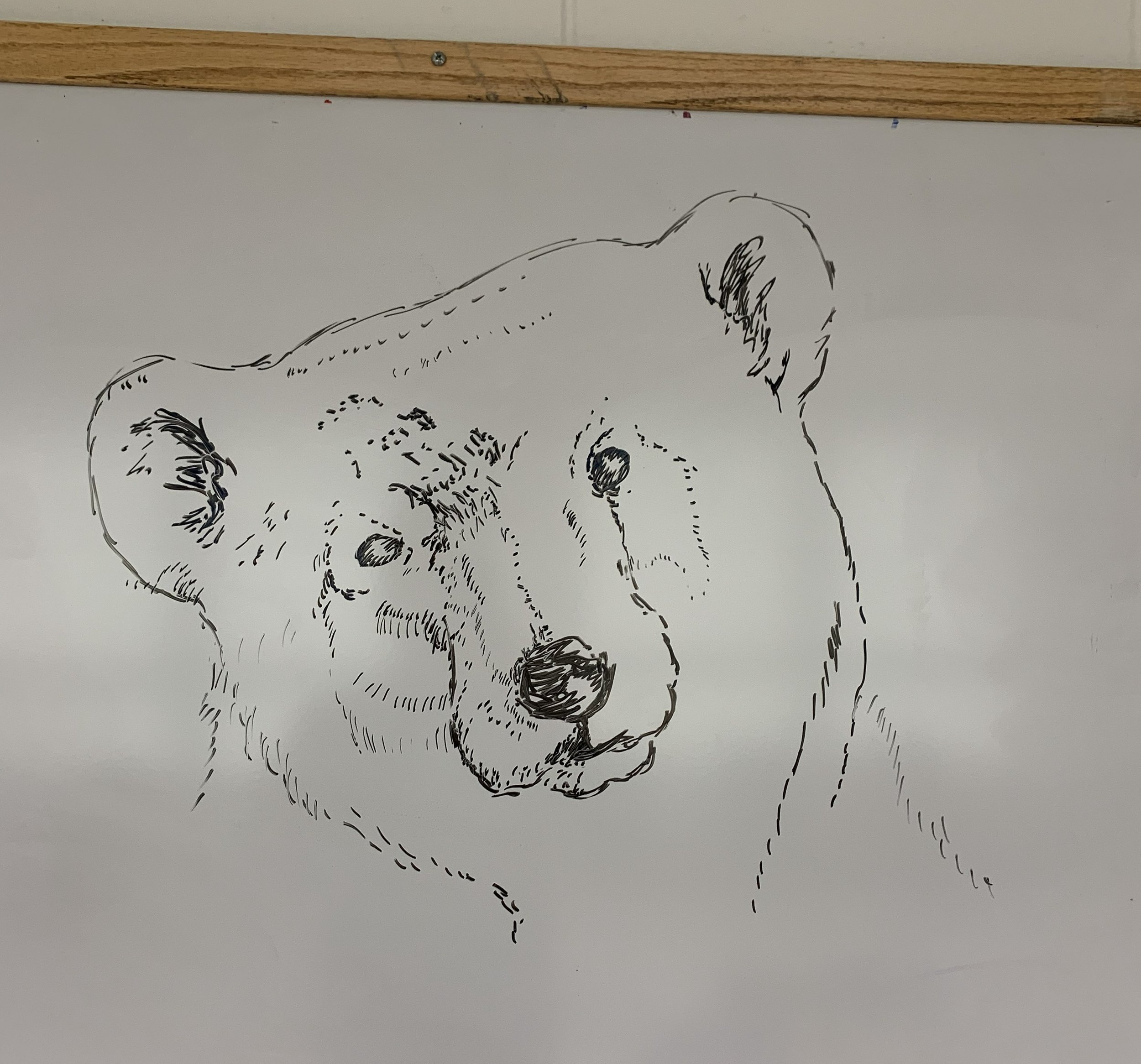 This is an image in black and white of a polar bear made using dry erase markers.