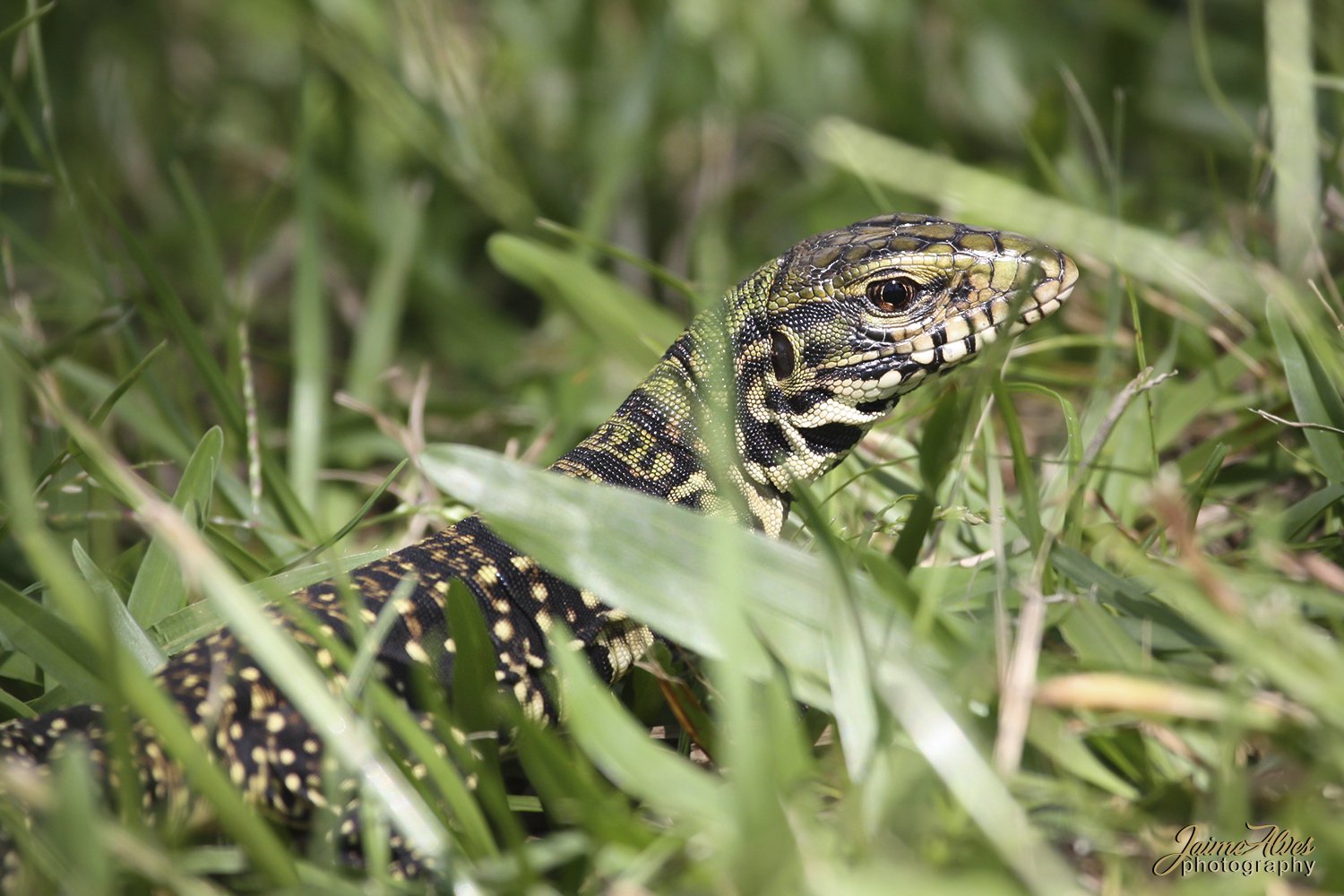 Lagarto overo (Salvator merianae)
Argentina, 2010