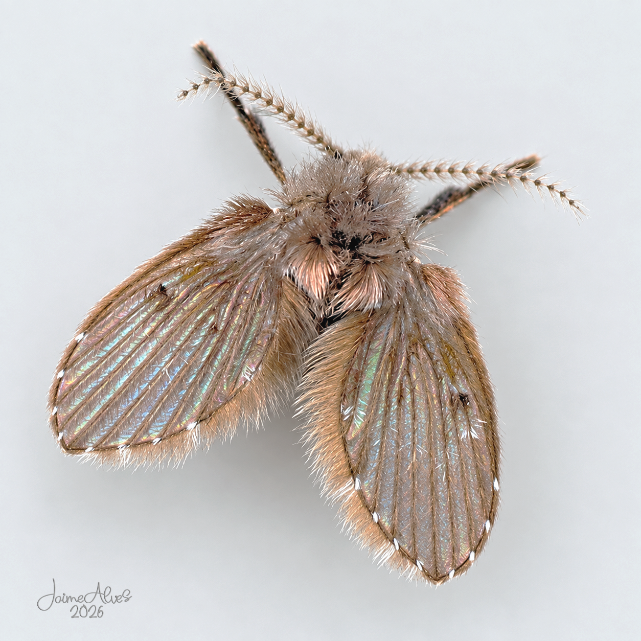 Mosca-dos-ralos (*Psychoda* sp.) – Família Psychodidae - Junho 2026 - Setúbal ​​​🇵🇹