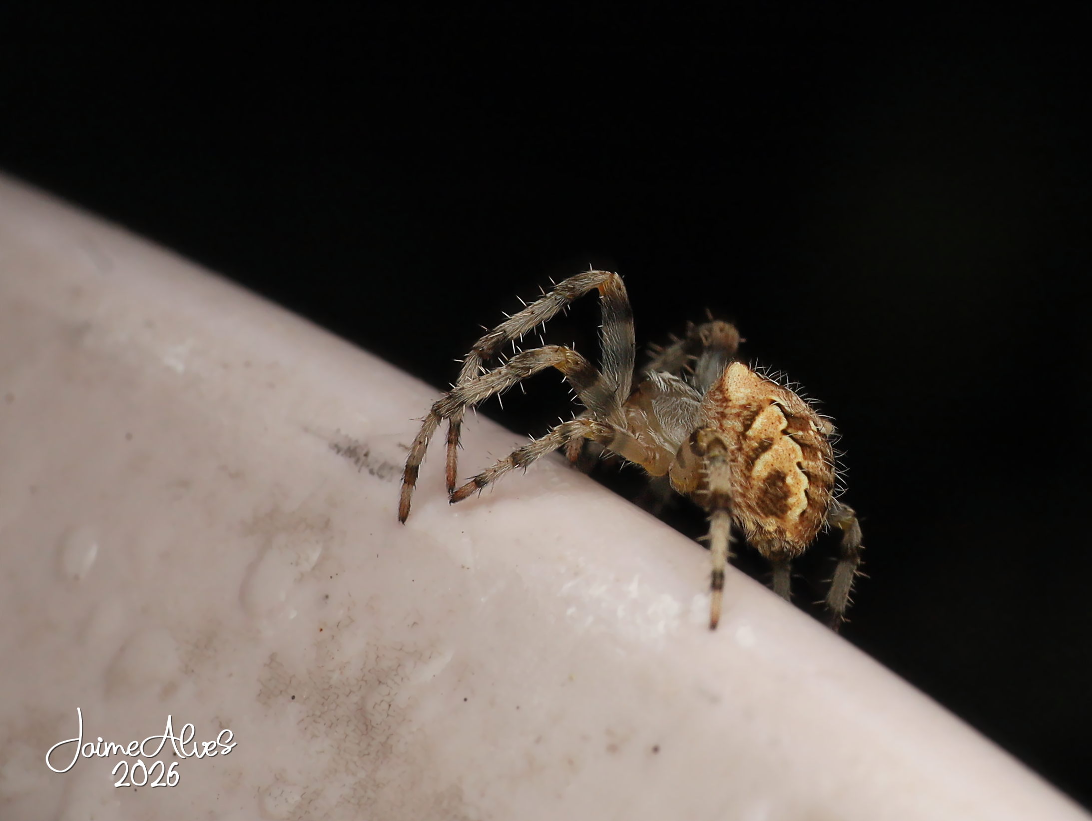 Aranha-tecedeira (Família Araneidae, provável género Araneus)
Pequena aranha construtora de teias orbiculares, reconhecível pelo abdómen ornamentado e pelas pernas aneladas. Predadora de insetos voadores, desempenha um importante papel no equilíbrio 