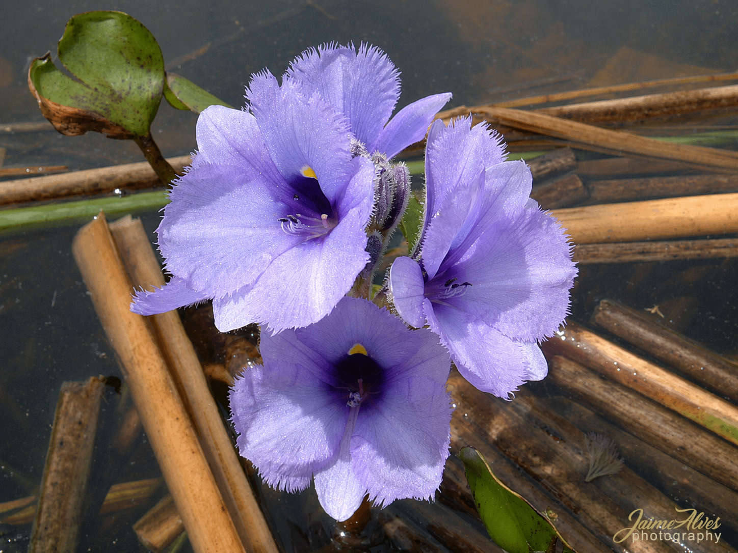 flor-de-camalote_Iberá_edited-BIG-PT+sign.png