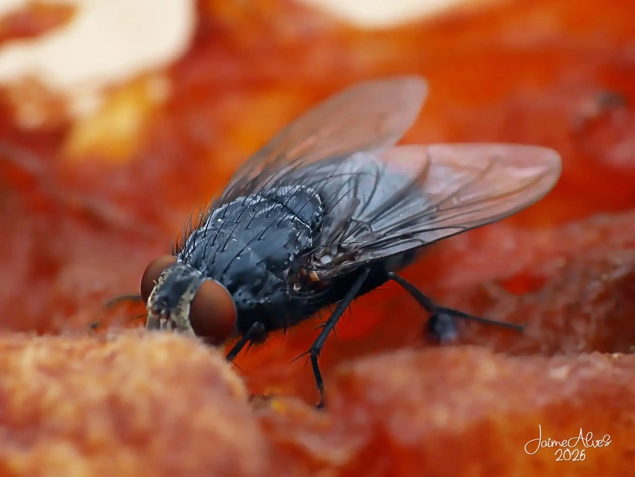 mosca_03.jpg