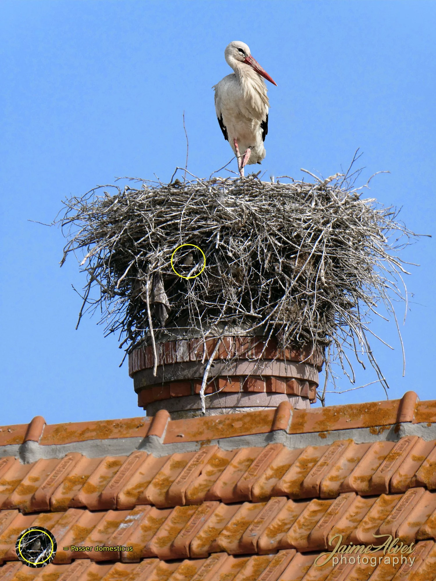 Cegonha-branca (Ciconia ciconia) sobre um ninho antigo, na localidade de Cajados (EN10). Estes enormes ninhos, reparados e ampliados ao longo dos anos, acabam frequentemente por servir de abrigo a outras espécies, como o pardal-comum (Passer domestic
