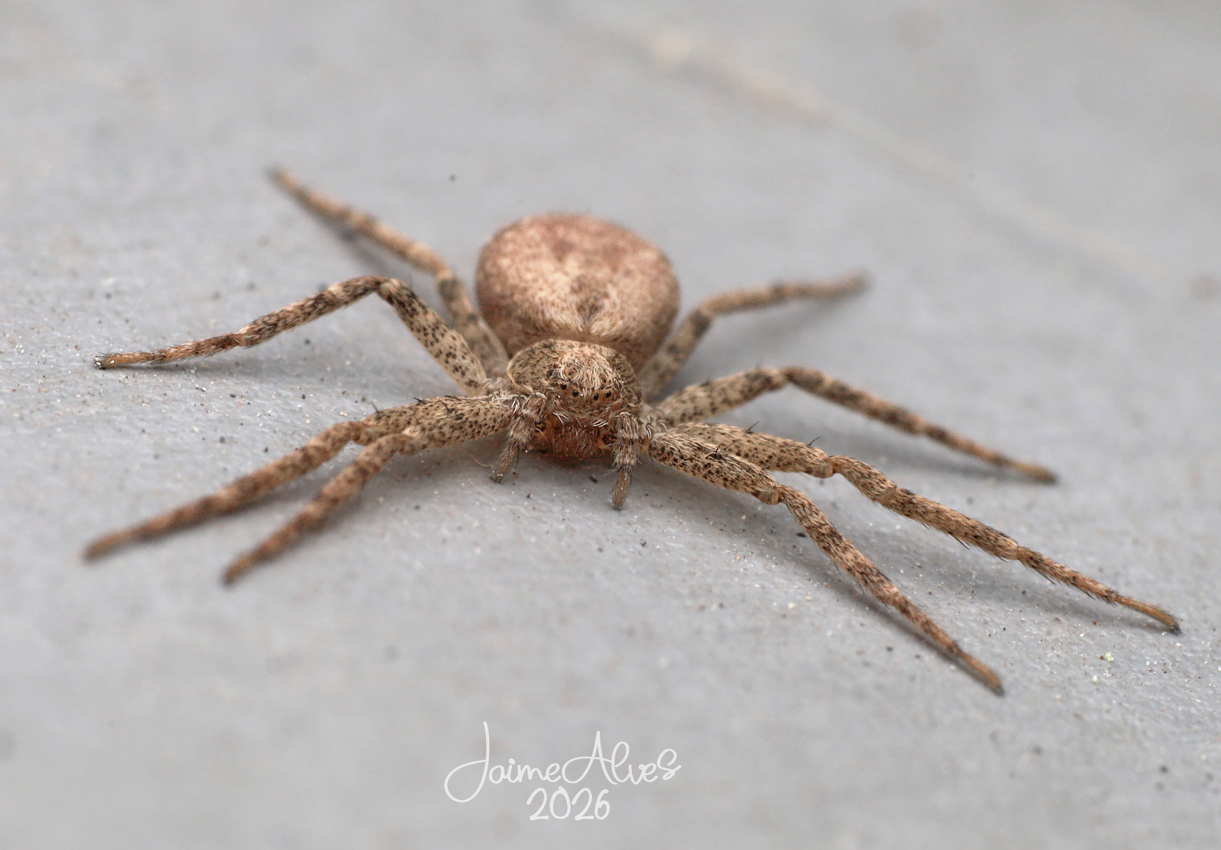Aranha-tecedeira (Araneidae), com cerca de 5mm de tamanho. Junho 2026, Setúbal, Portugal.
