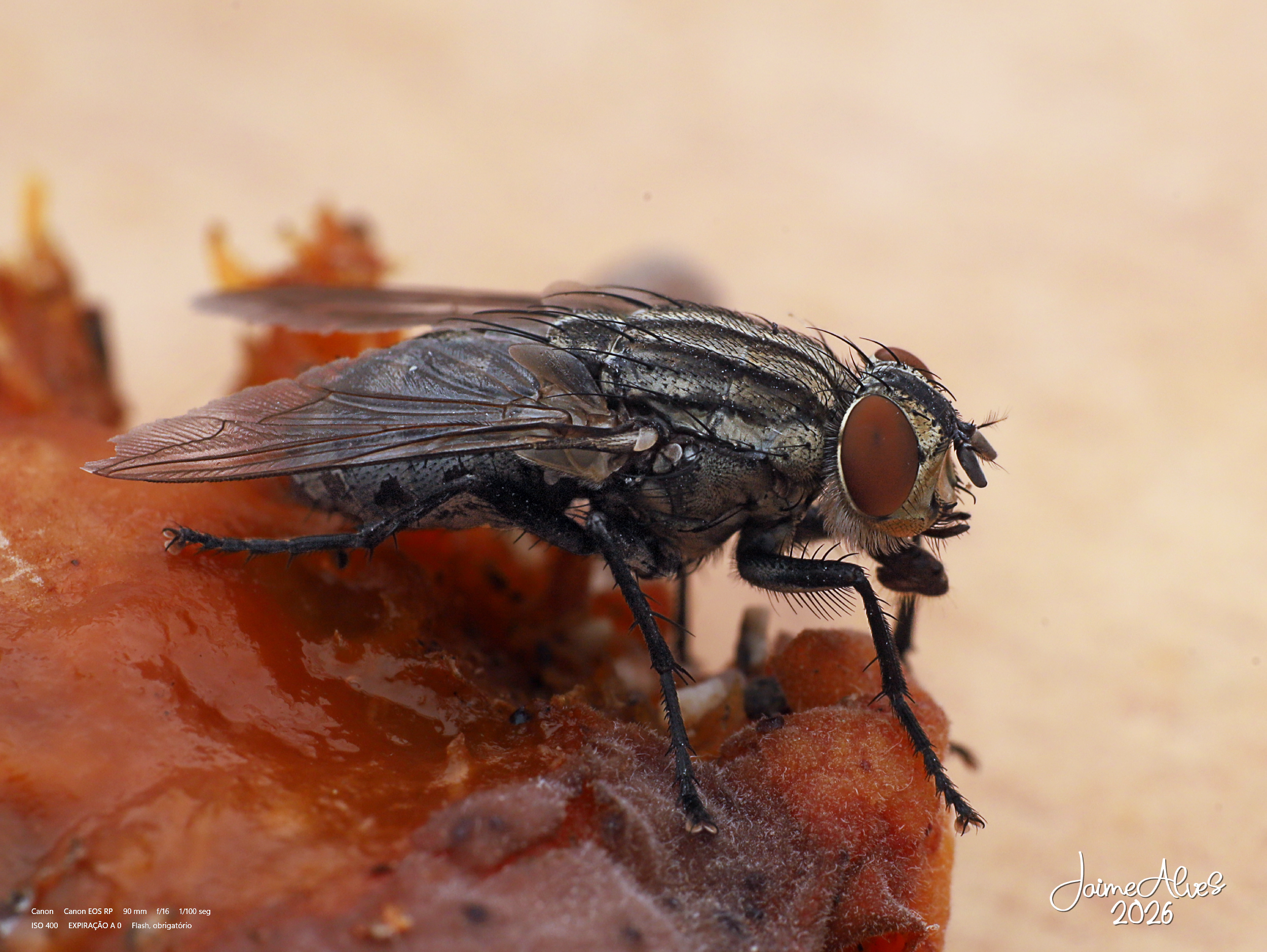 Mosca caseira grande 5