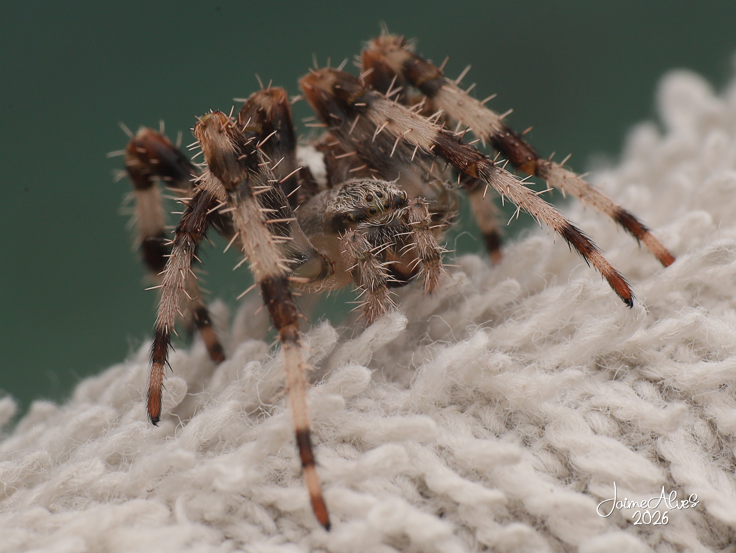 Aranha-lobo (?) (Lycosidae, identificação provável)
Imediações da Reserva Natural do Estuário do Sado, Setúbal, Portugal (07/2026)