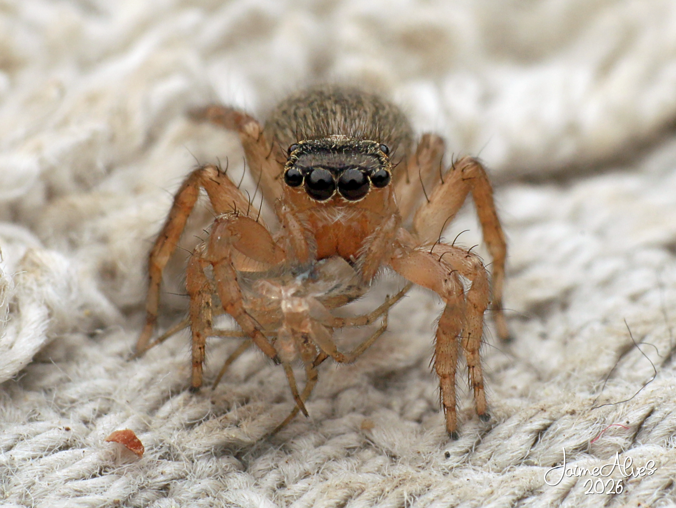 Aranha-saltadora (Família Salticidae) alimentando-se de outra aranha.
Imediações da Reserva Natural do Estuário do Sado, Setúbal, Portugal, 07/2026