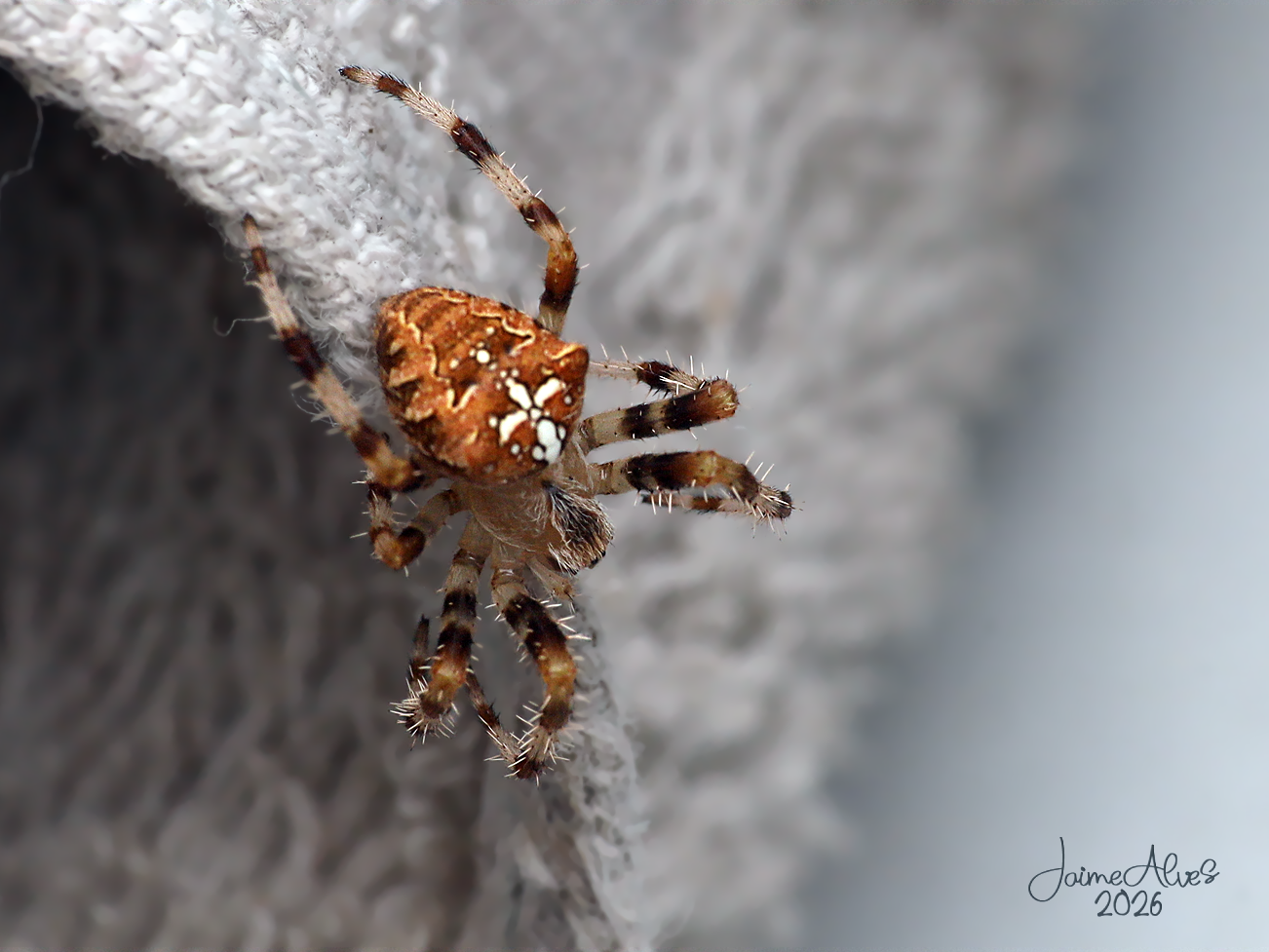 Nome comum: tecedeira-de-cruz-pálida / aranha-dos-jardins
Nome científico: Araneus pallidus (Olivier, 1789)
Família: Araneidae
Setúbal, Portugal, Agosto de 2026