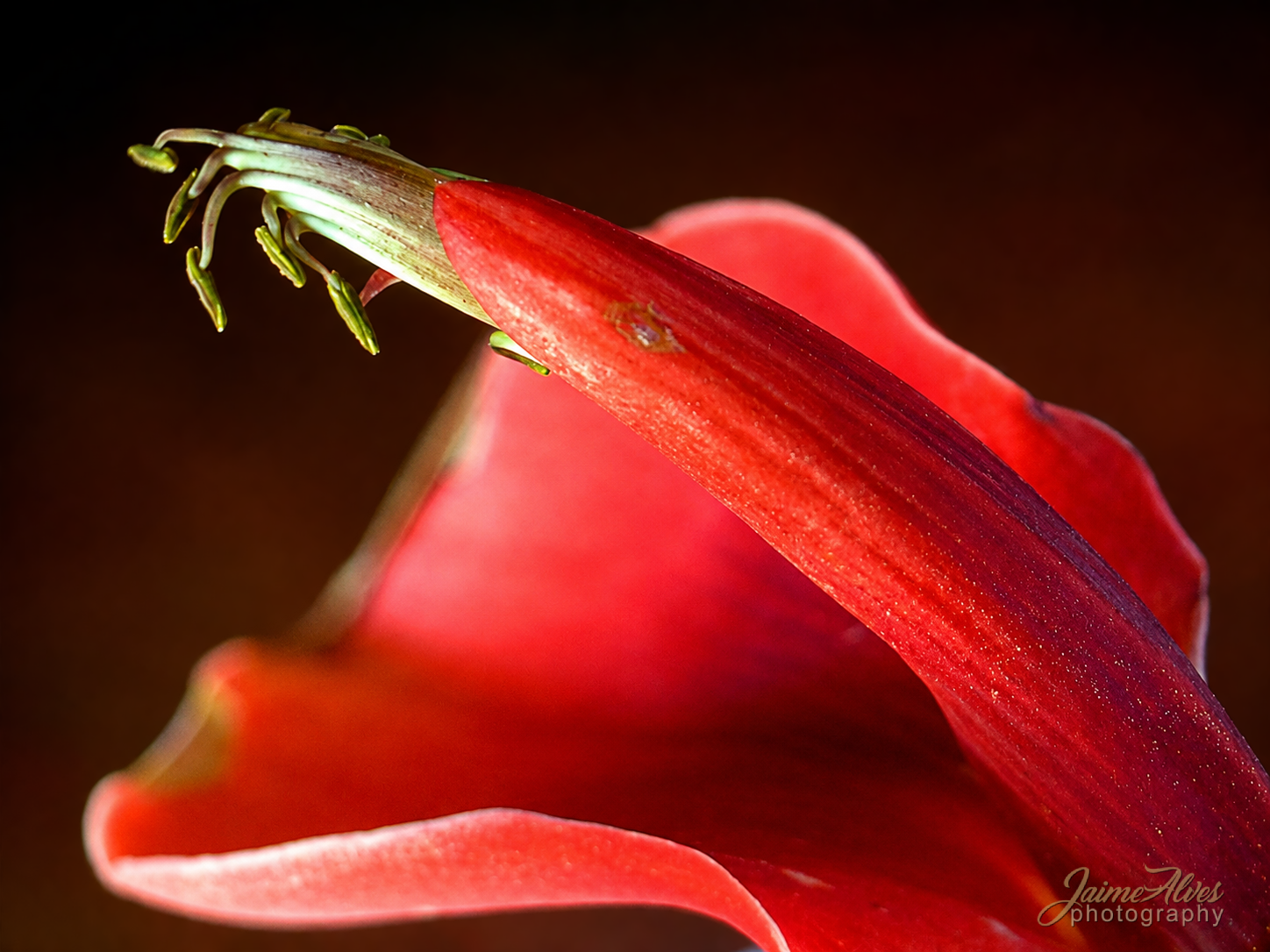 flor-del-ceibo_ARG_BIGPT_2026.png