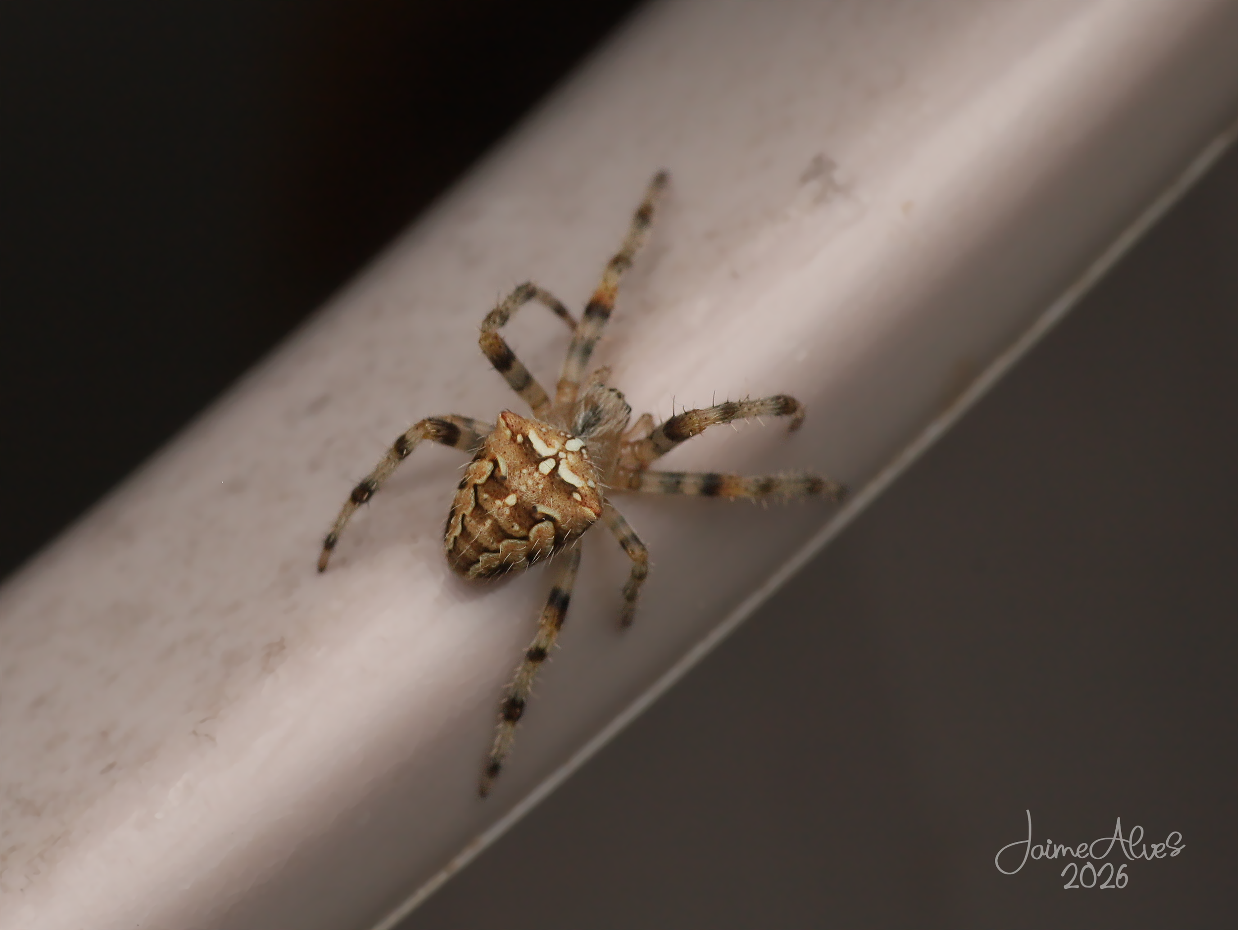 Aranha-tecedeira (Família Araneidae, provável género Araneus)