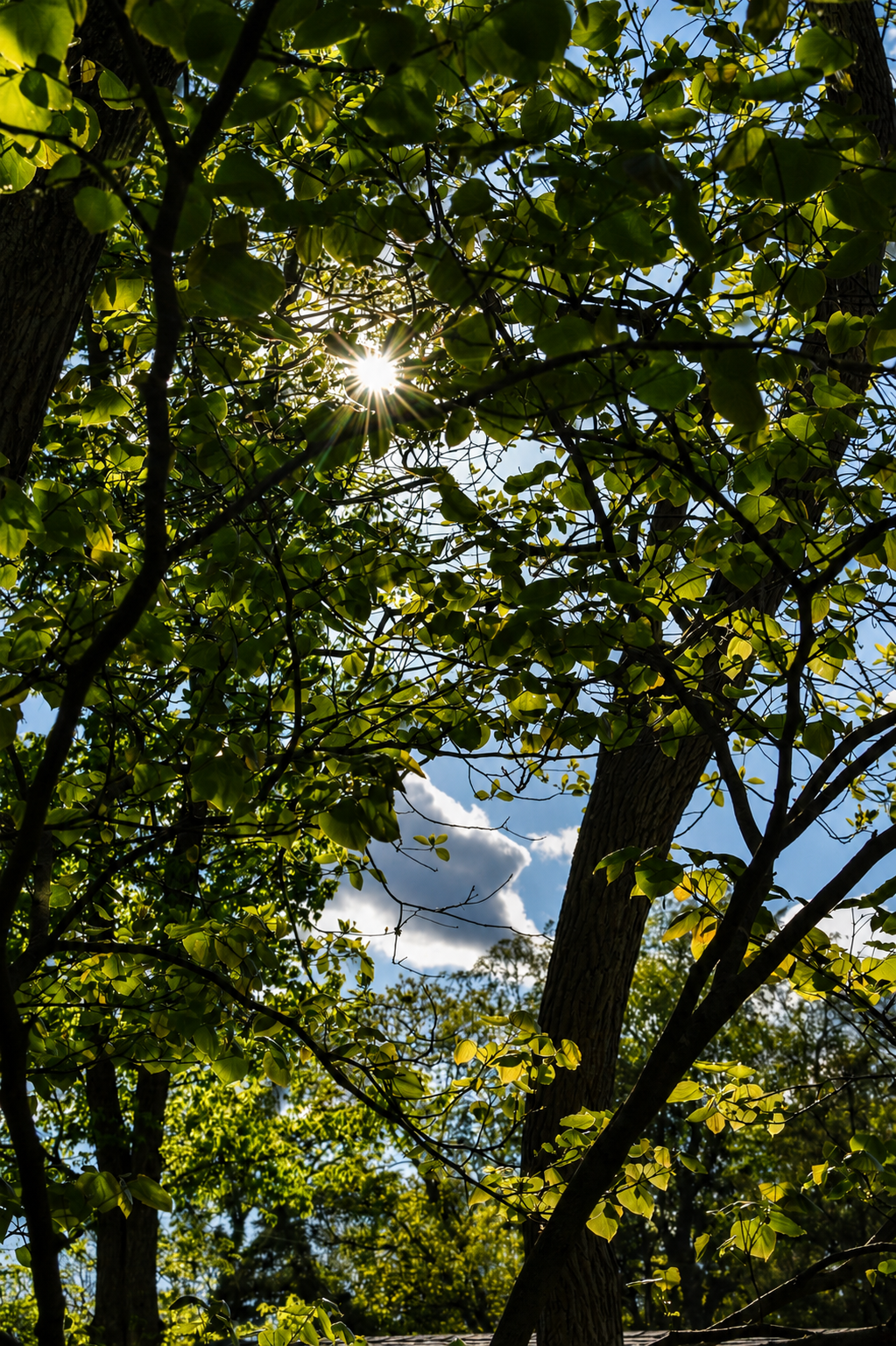 Sun shining through the green leaves of a tree against a blue sky with clouds.