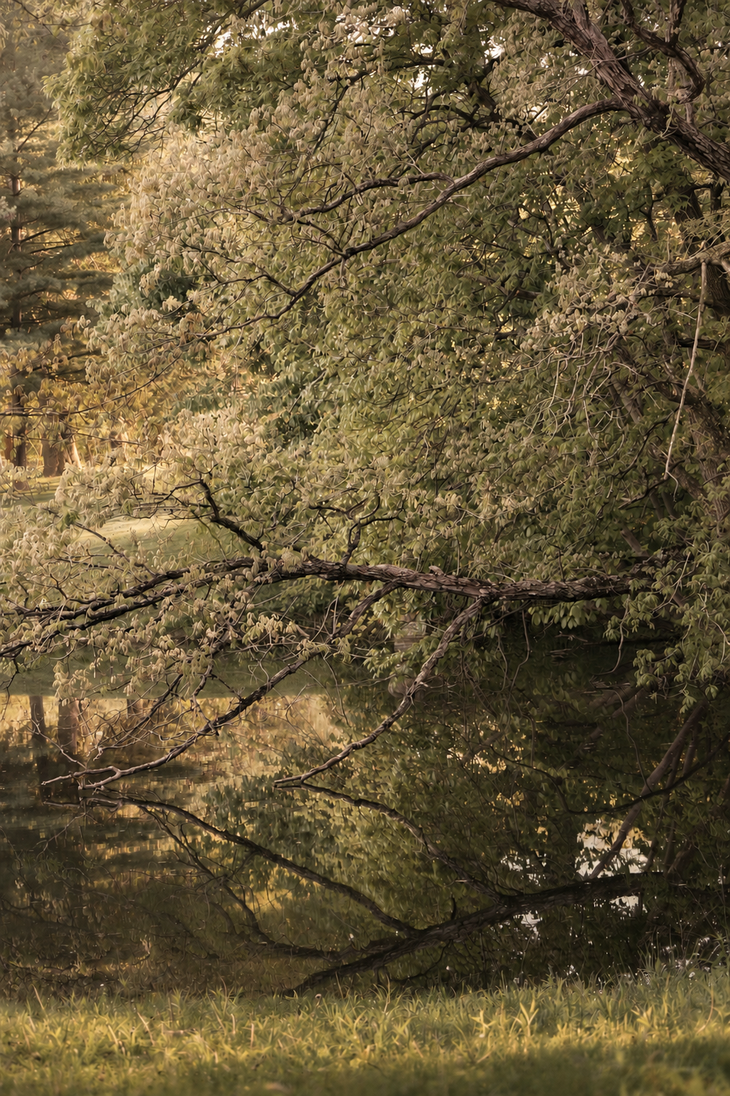 A tree with many branches and green leaves overhanging a calm body of water, with reflections of the tree and branches visible on the water's surface, during a serene, softly lit time of day.