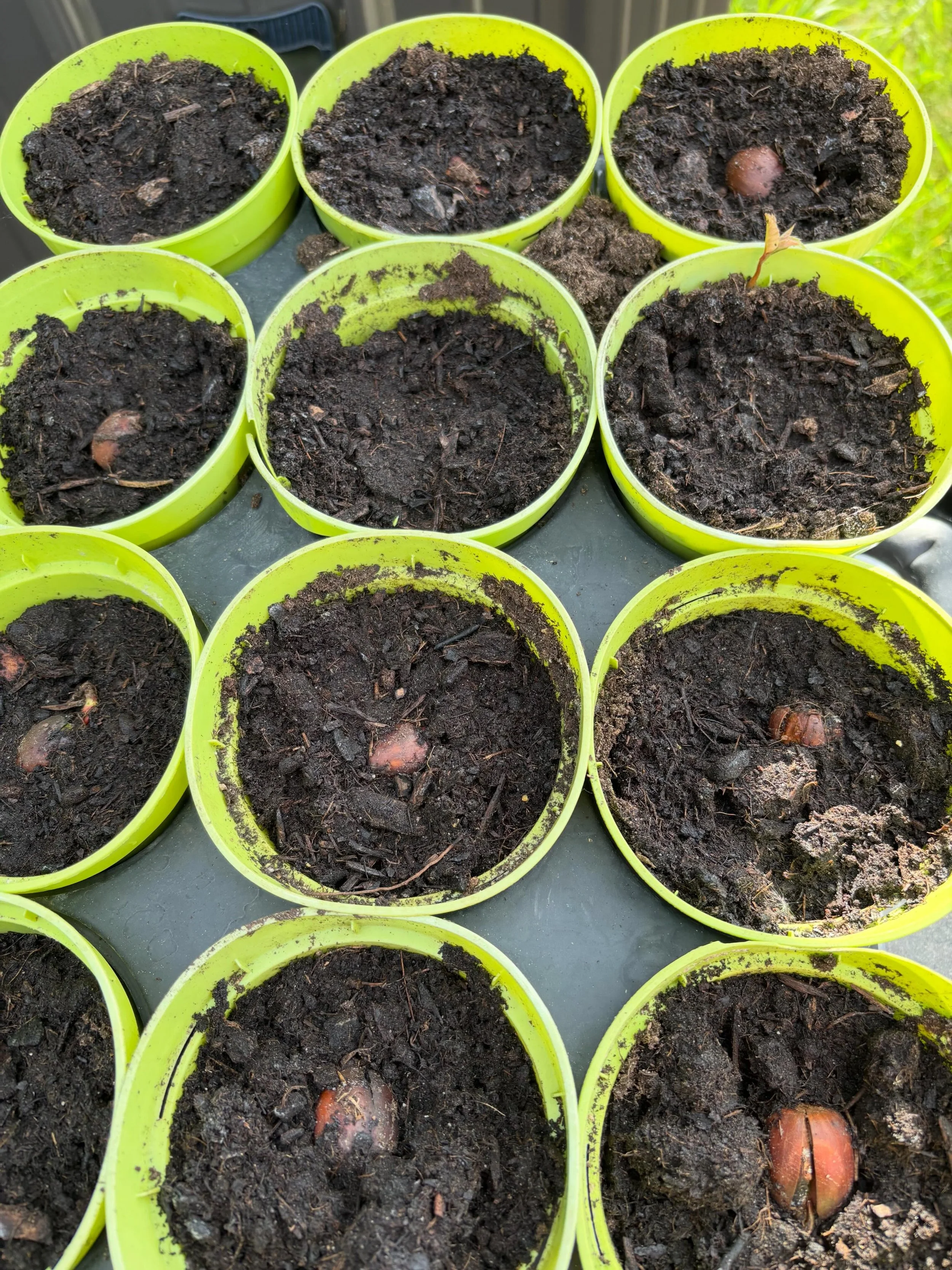 It&rsquo;s important to me that I start something that someone else can enjoy long after I&rsquo;m compost. Growing oaks ain&rsquo;t speedy. 
.
.
.
#hornbeamcraft #planttrees #oak #passiton