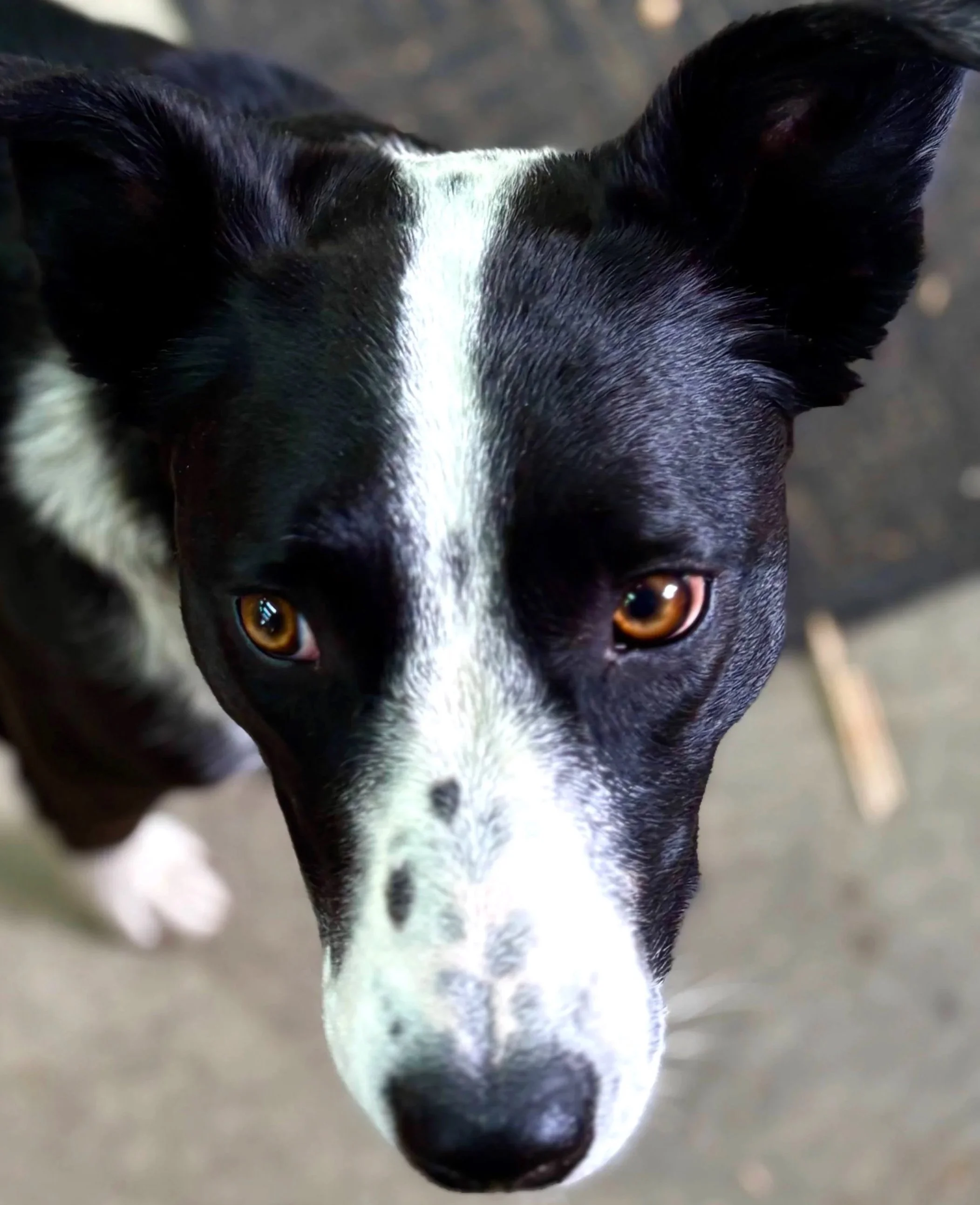 Close-up of a black and white dog's face, showing its brown eyes and black nose.